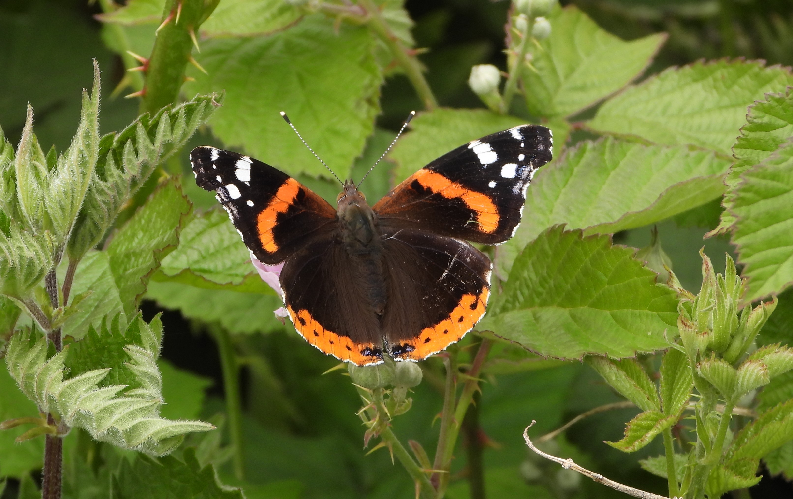 Red Admiral - 07-06-2022
