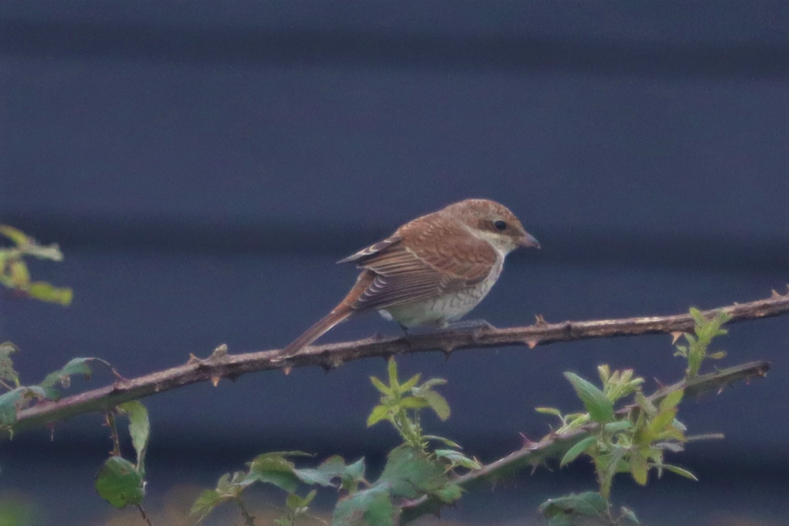 Red-backed Shrike - 23-08-2021