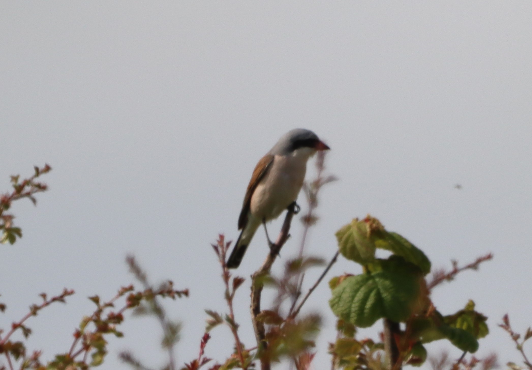 Red-backed Shrike - 03-06-2023