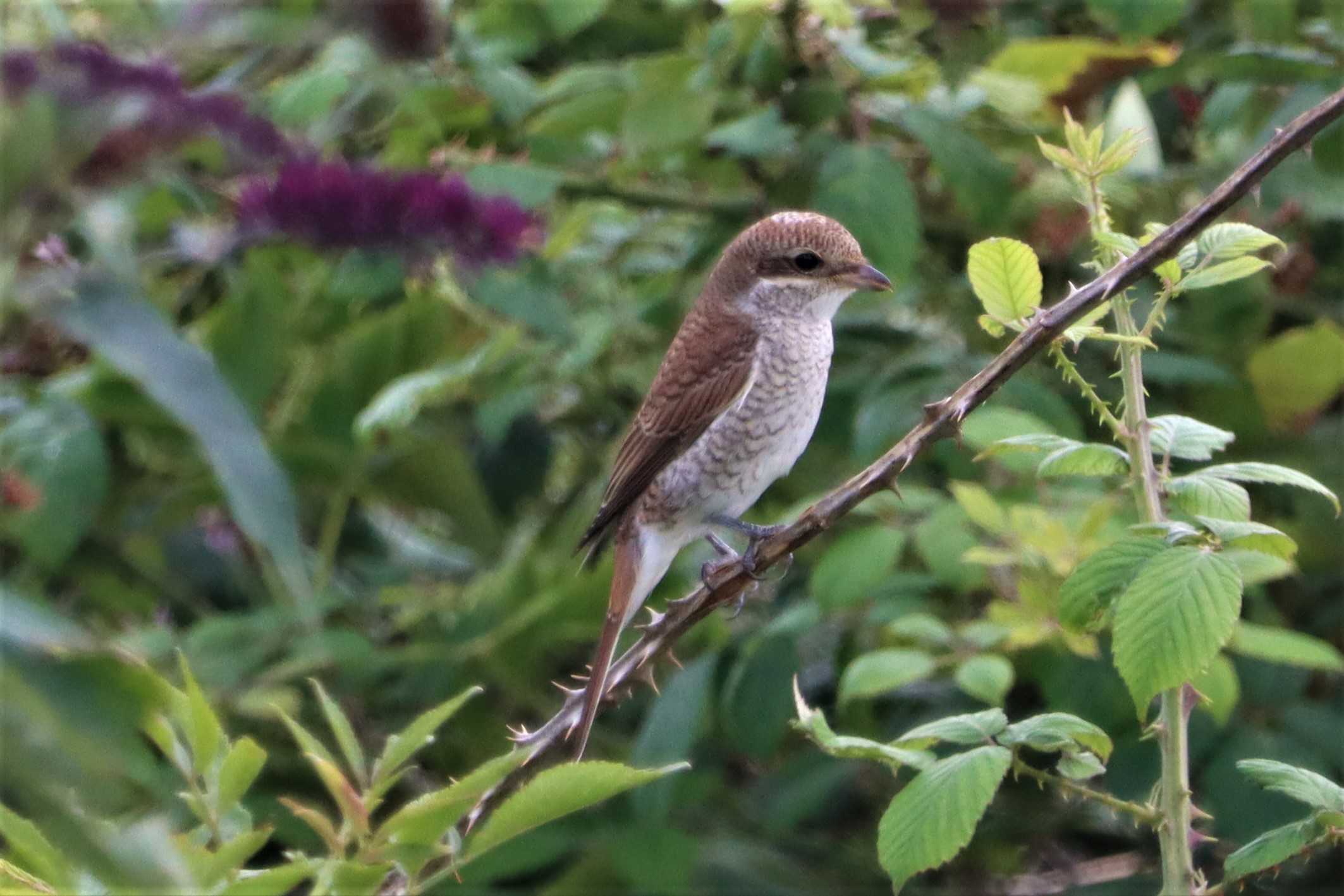 Red-backed Shrike - 24-08-2021