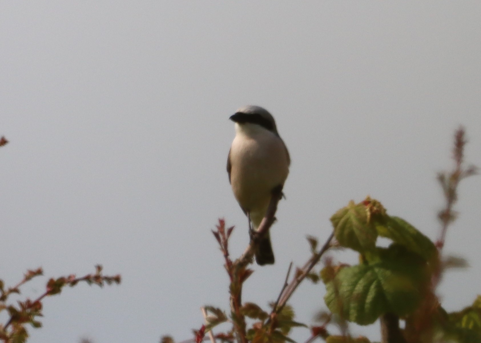 Red-backed Shrike - 03-06-2023