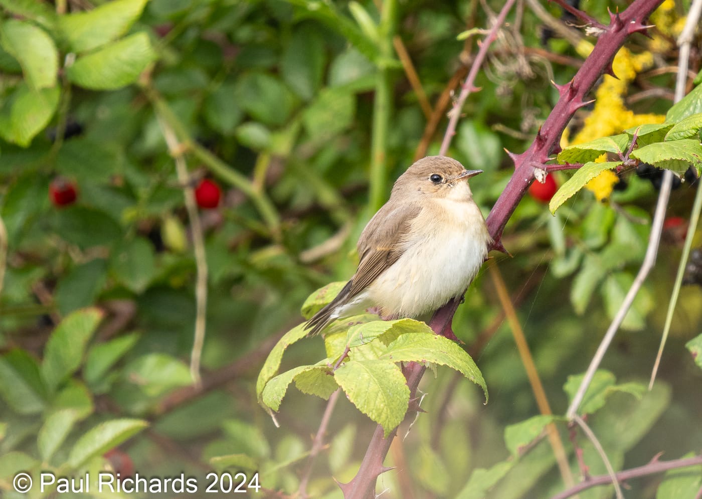 Red-breasted Flycatcher - 27-09-2024