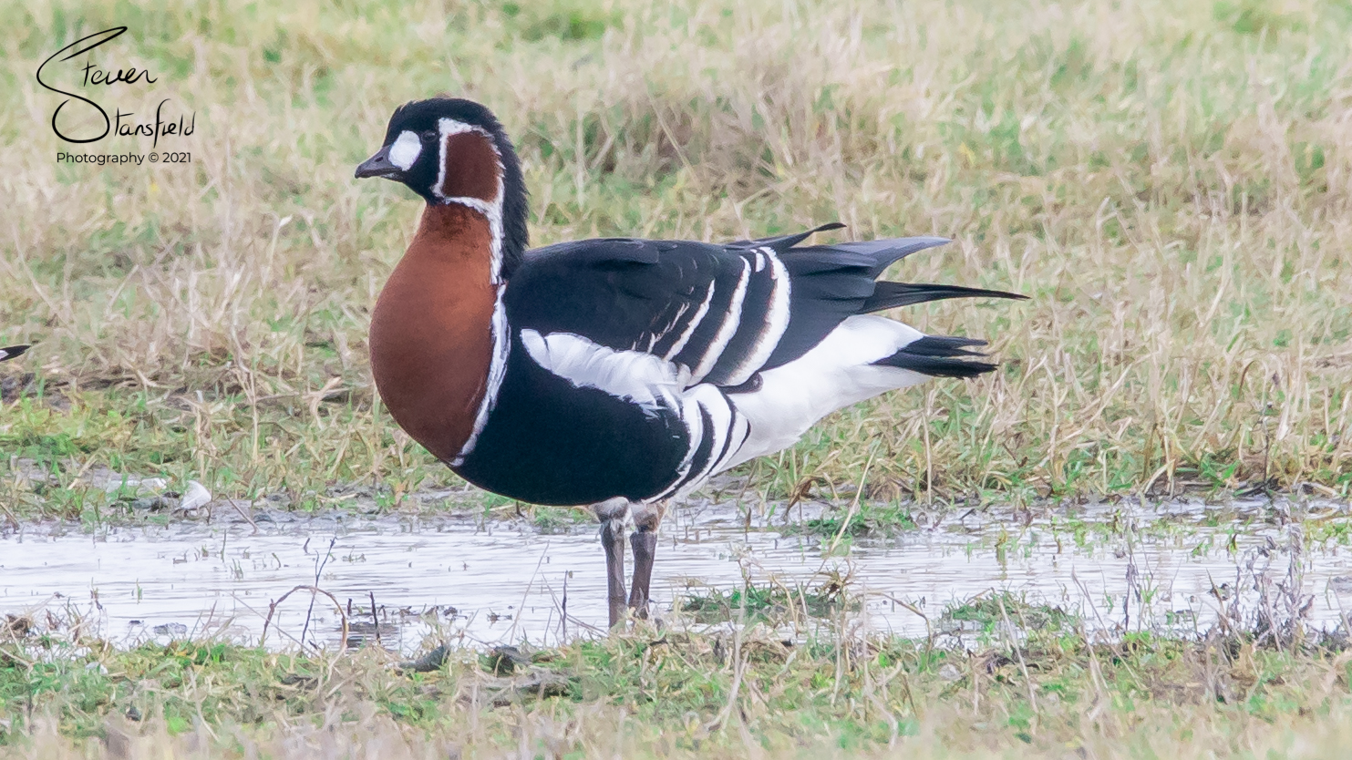 Red-breasted Goose - 03-02-2022