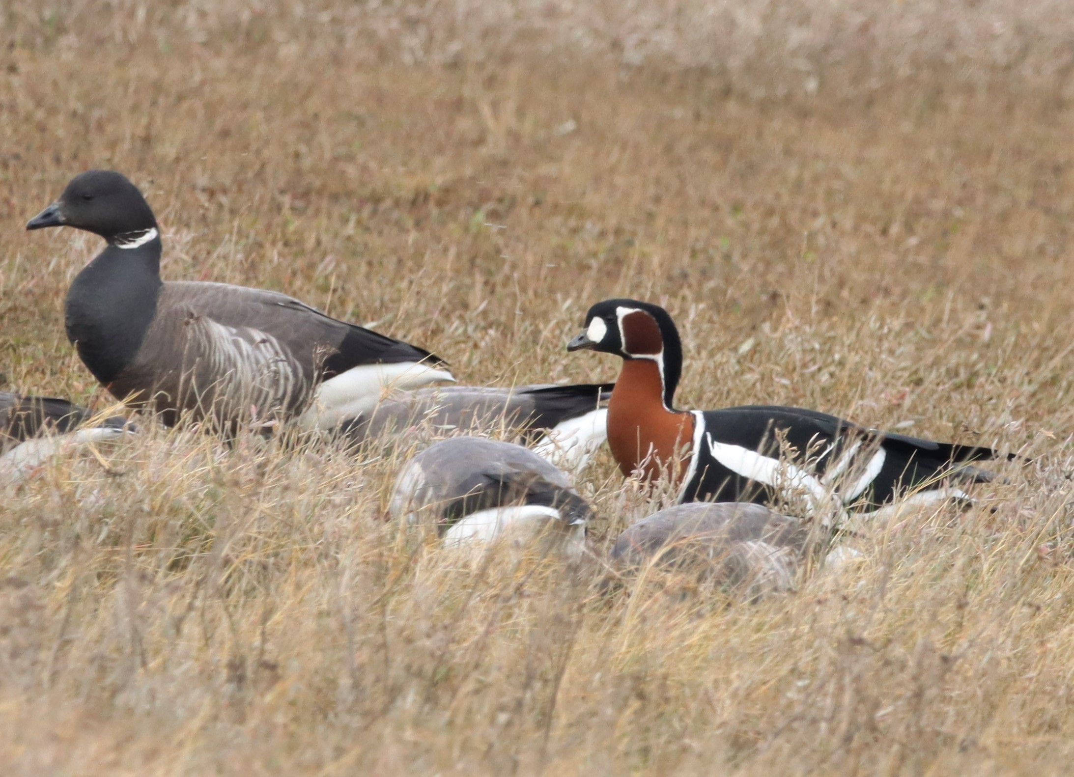 Red-breasted Goose - 05-04-2022