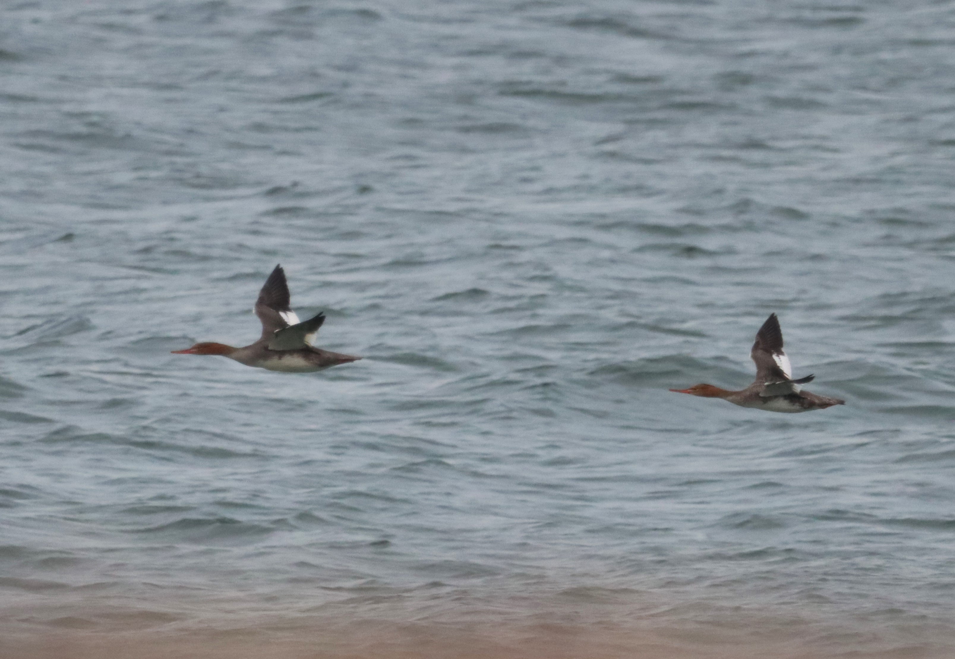 Red-breasted Merganser - 11-10-2023