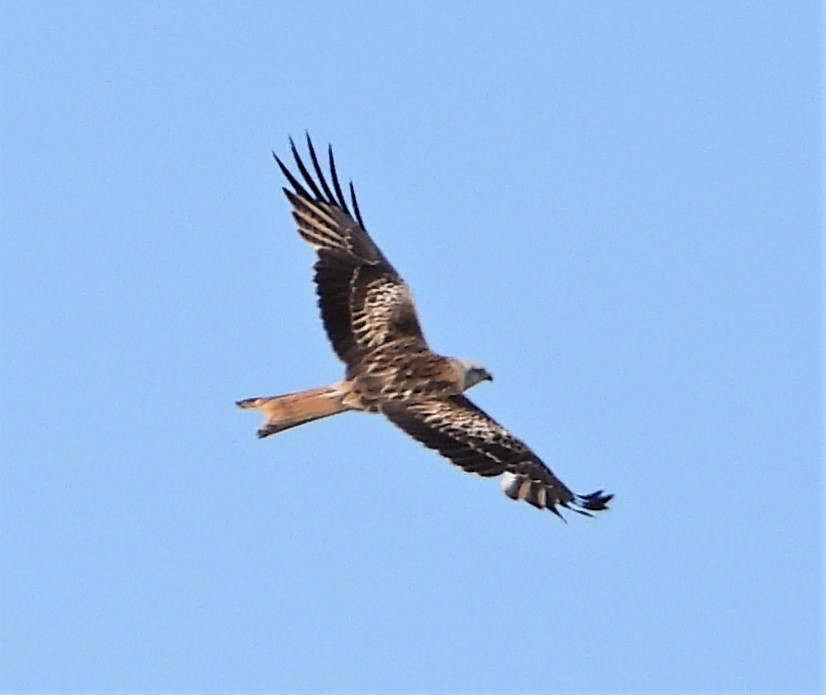 Red Kite - 02-05-2021