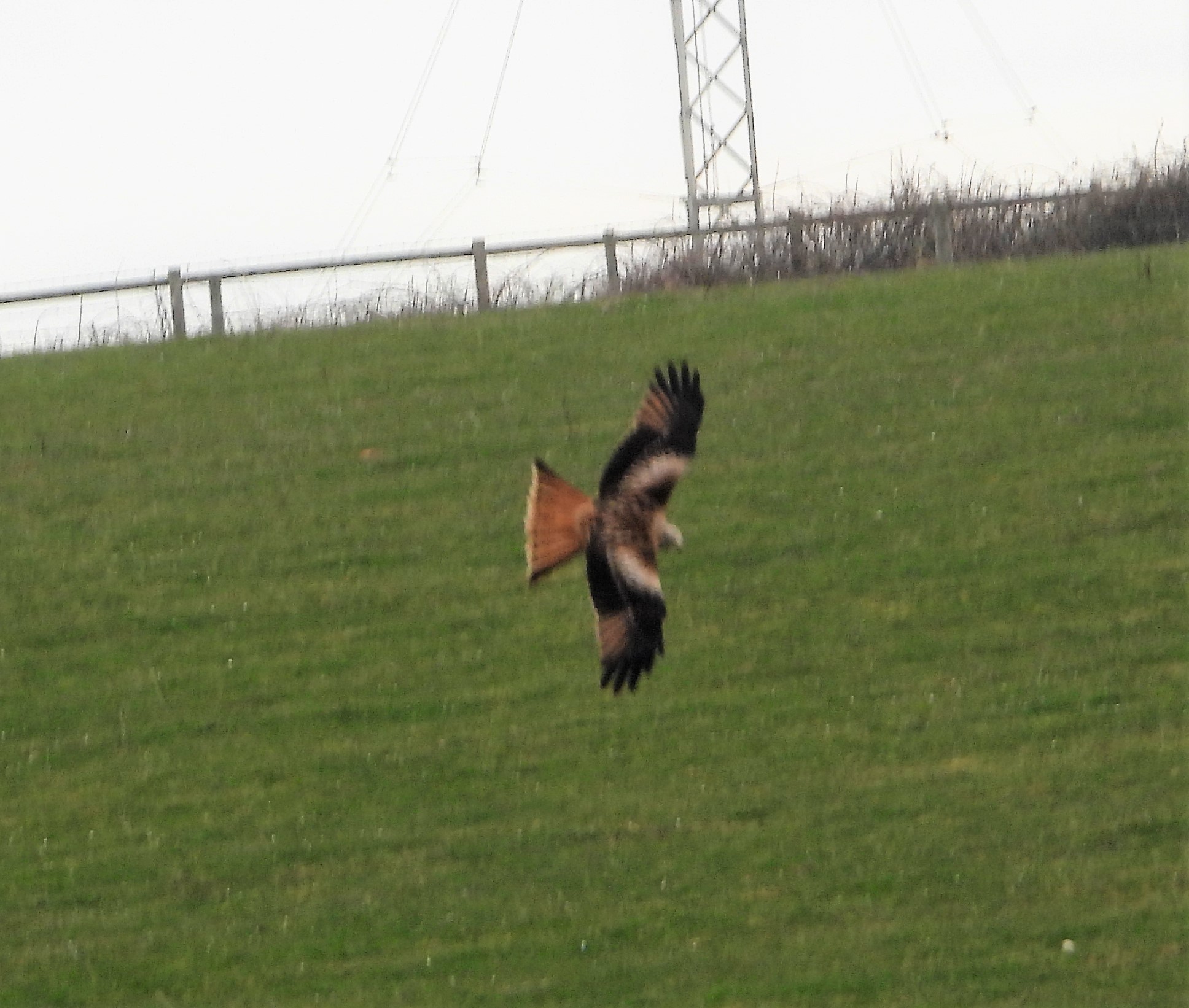 Red Kite - 24-03-2021