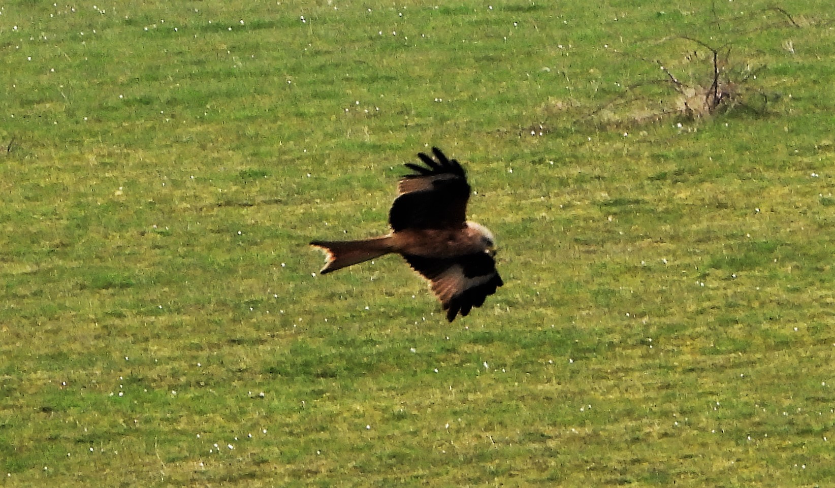 Red Kite - 24-03-2021