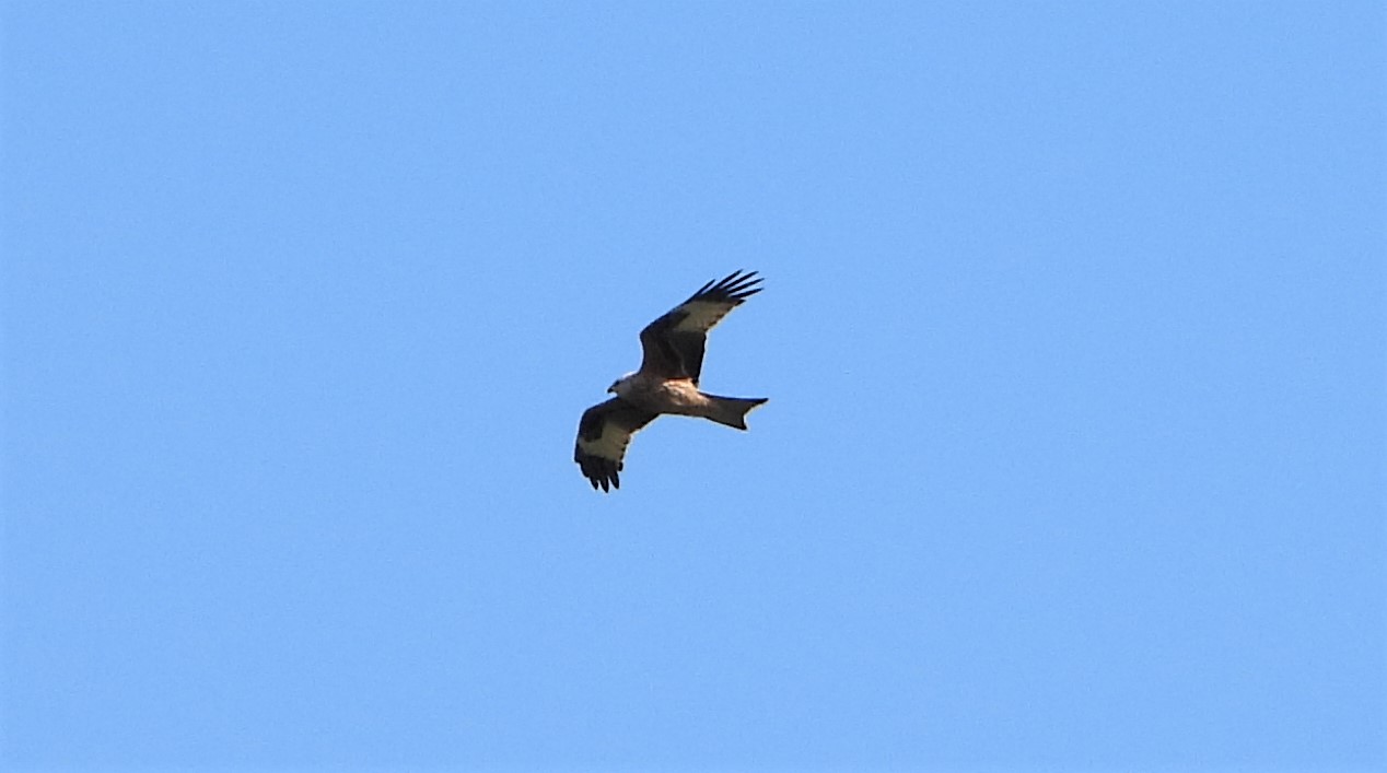 Red Kite - 02-05-2021