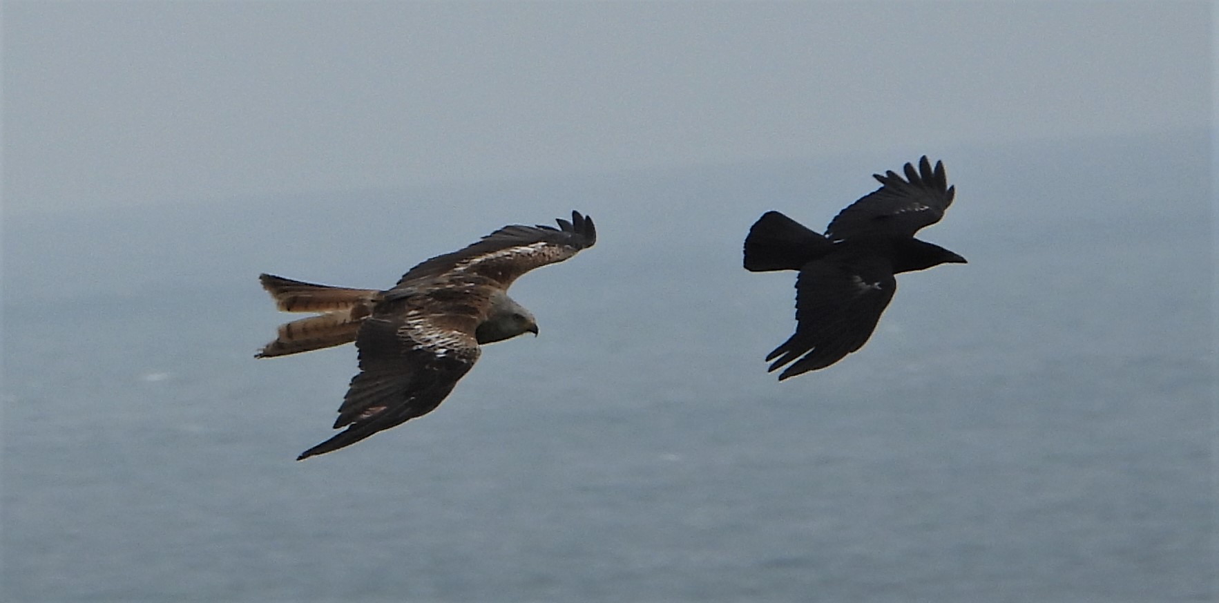 Red Kite - 30-06-2021