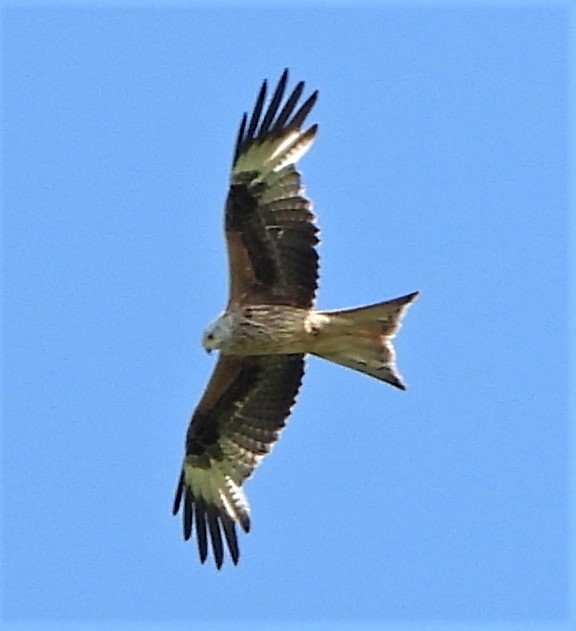 Red Kite - 07-06-2021