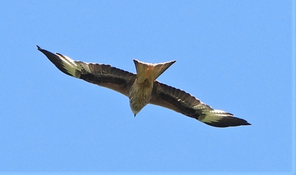 Red Kite - 07-06-2021