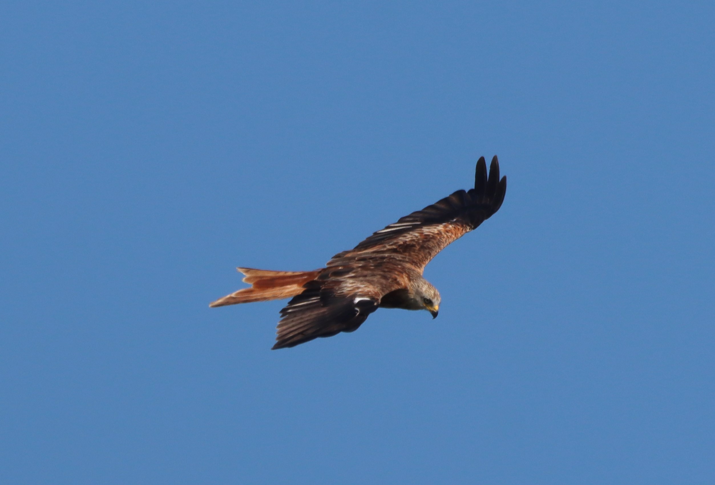 Red Kite - 15-08-2025