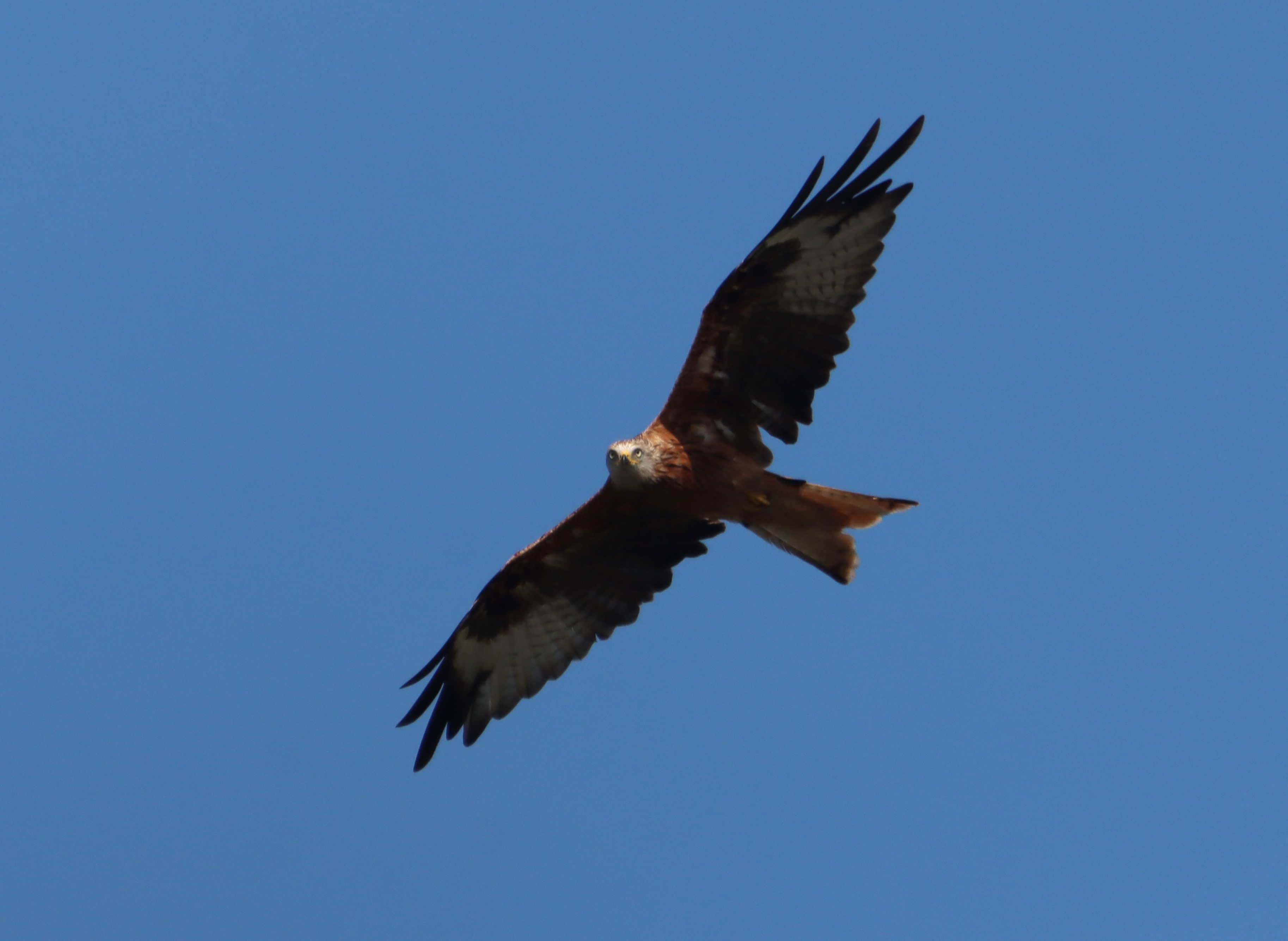 Red Kite - 15-08-2025