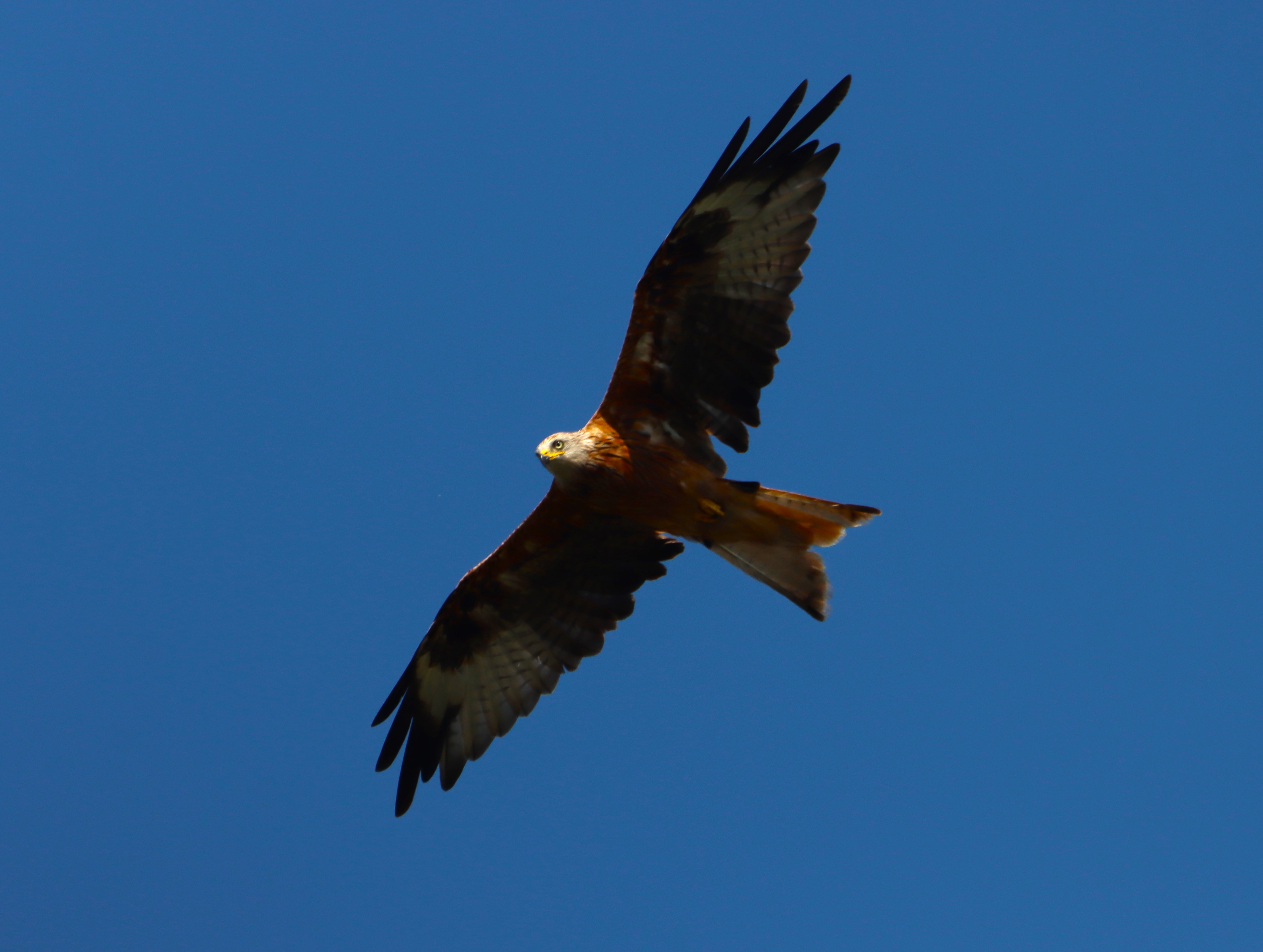 Red Kite - 15-08-2025