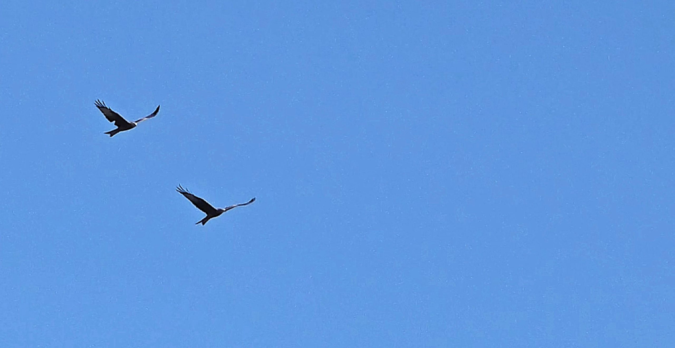 Red Kite - 14-10-2026