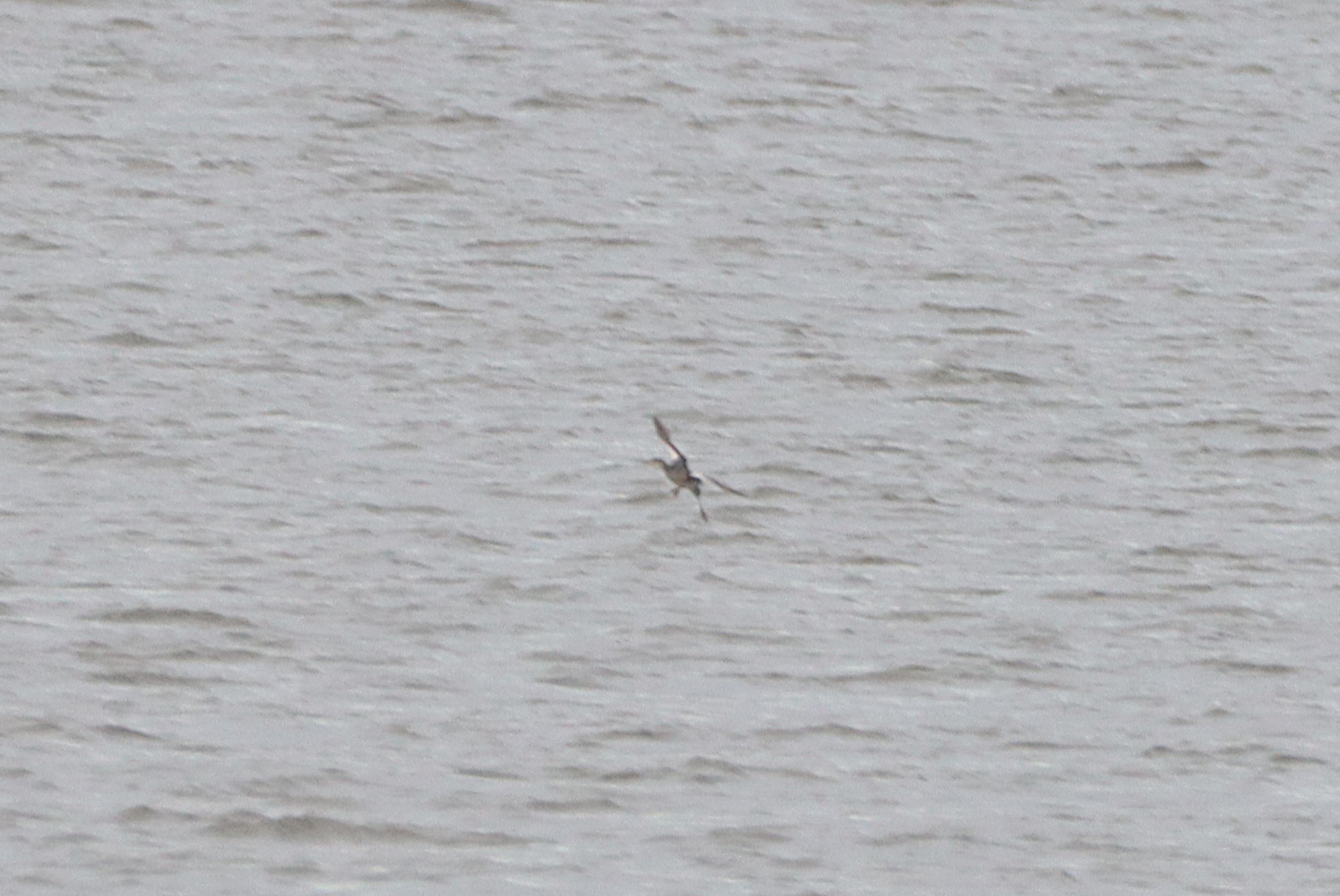 Red-necked Grebe - 17-12-2024