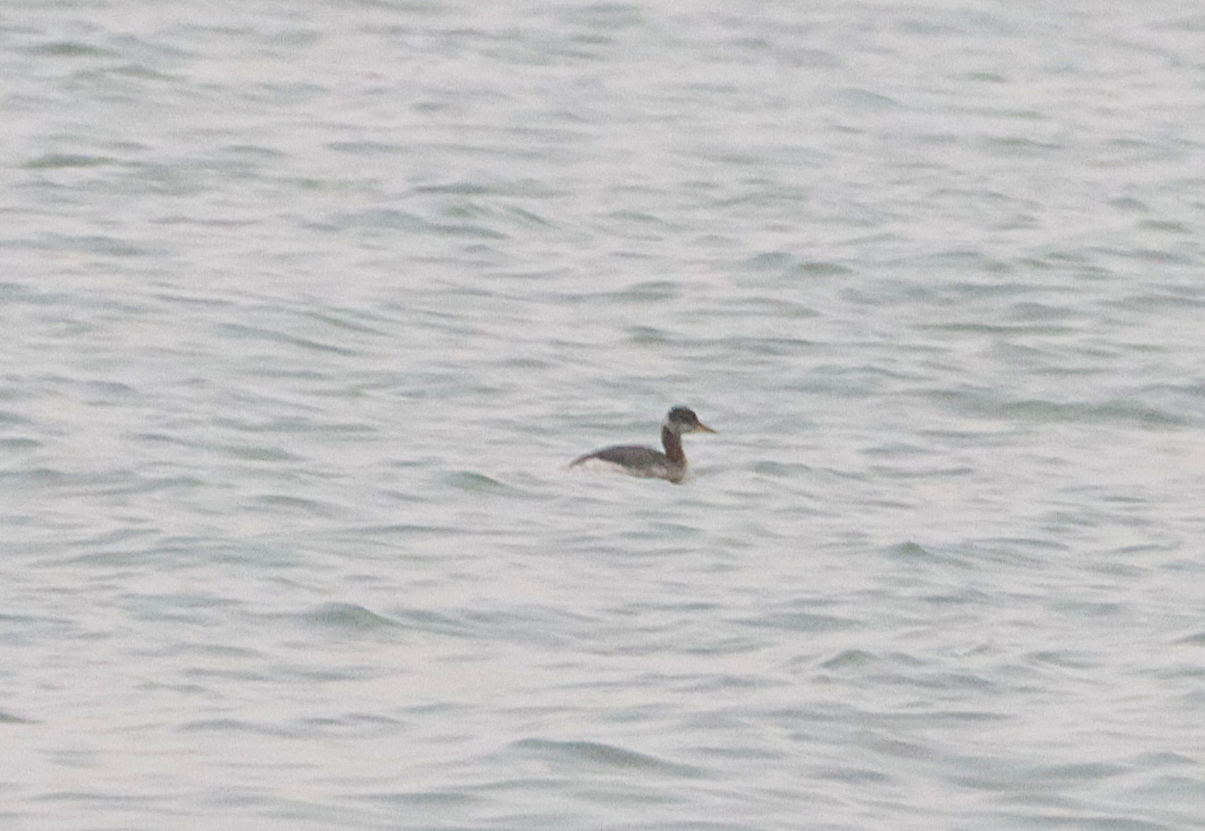 Red-necked Grebe - 09-11-2024