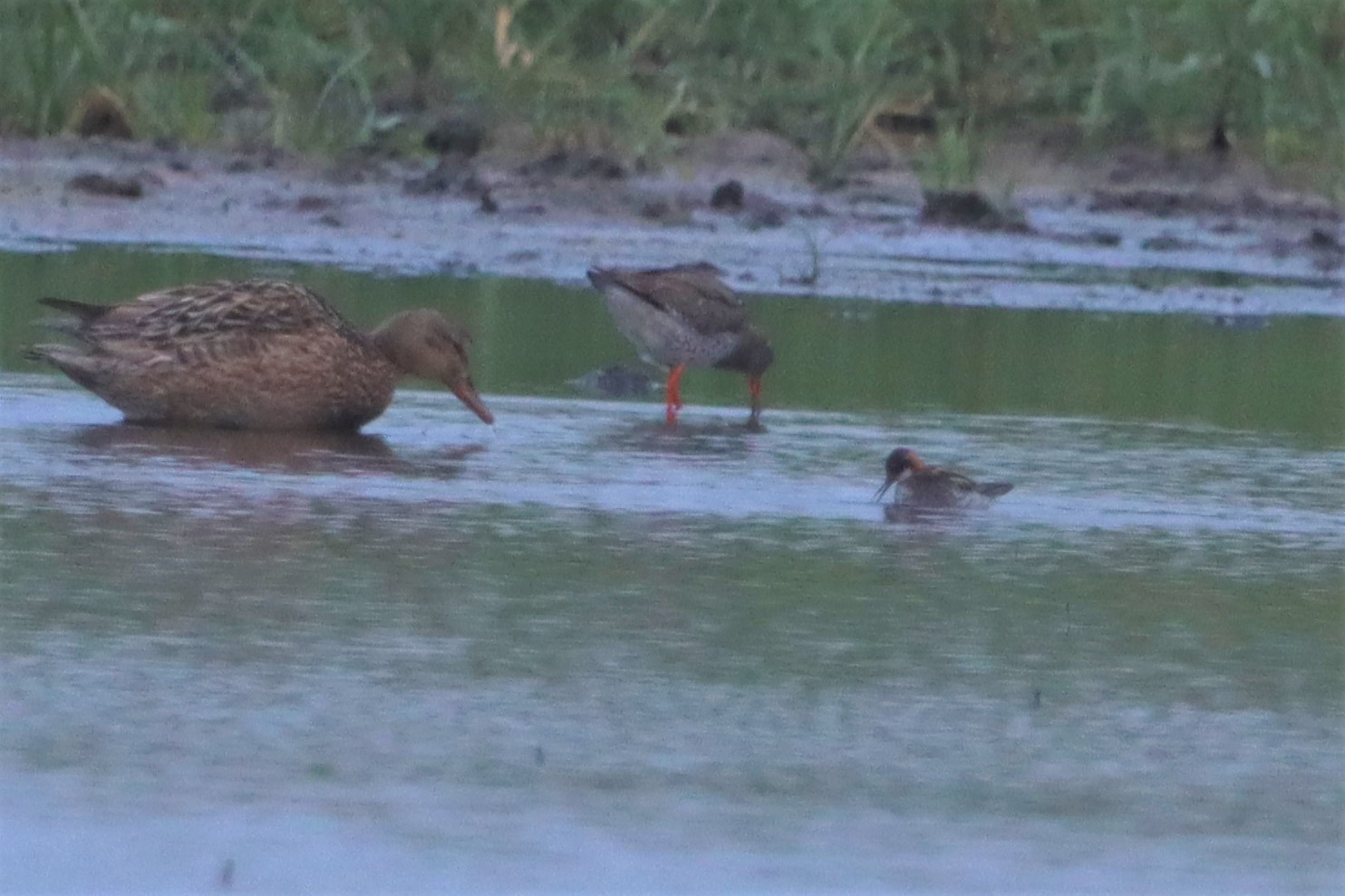 Red-necked Phalarope - 28-06-2021