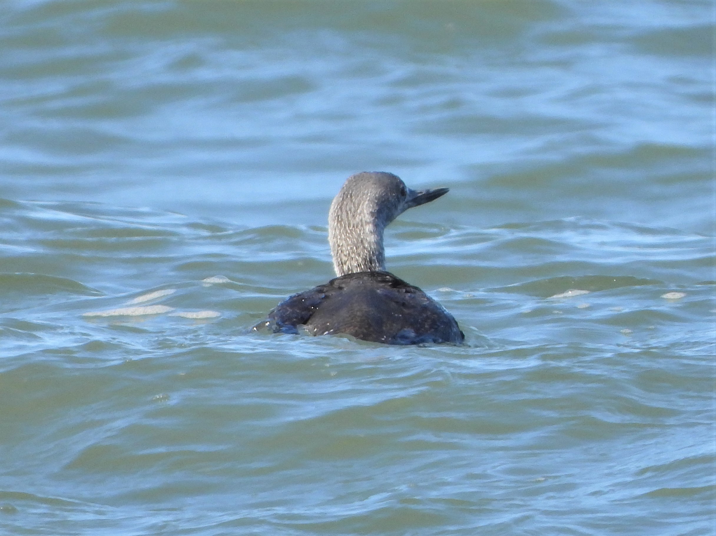Red-throated Diver - 02-10-2022