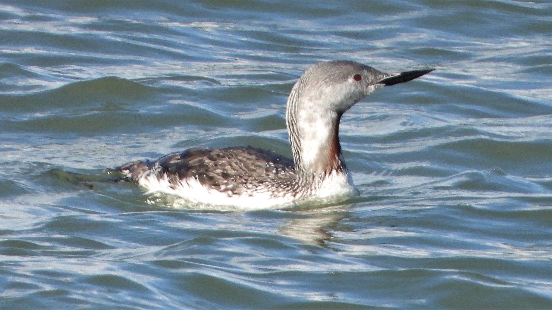 Red-throated Diver - 29-09-2022