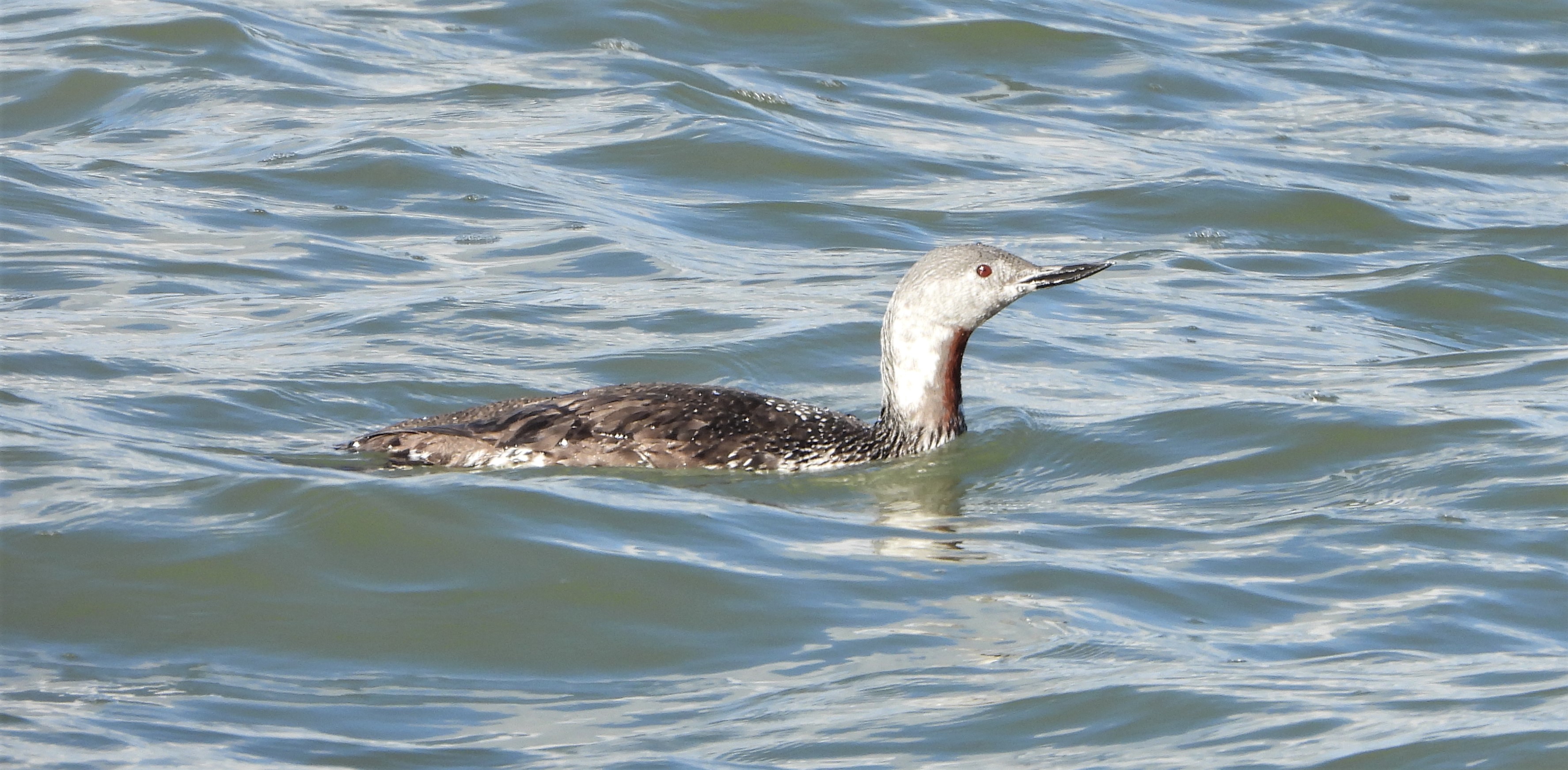 Red-throated Diver - 29-09-2022