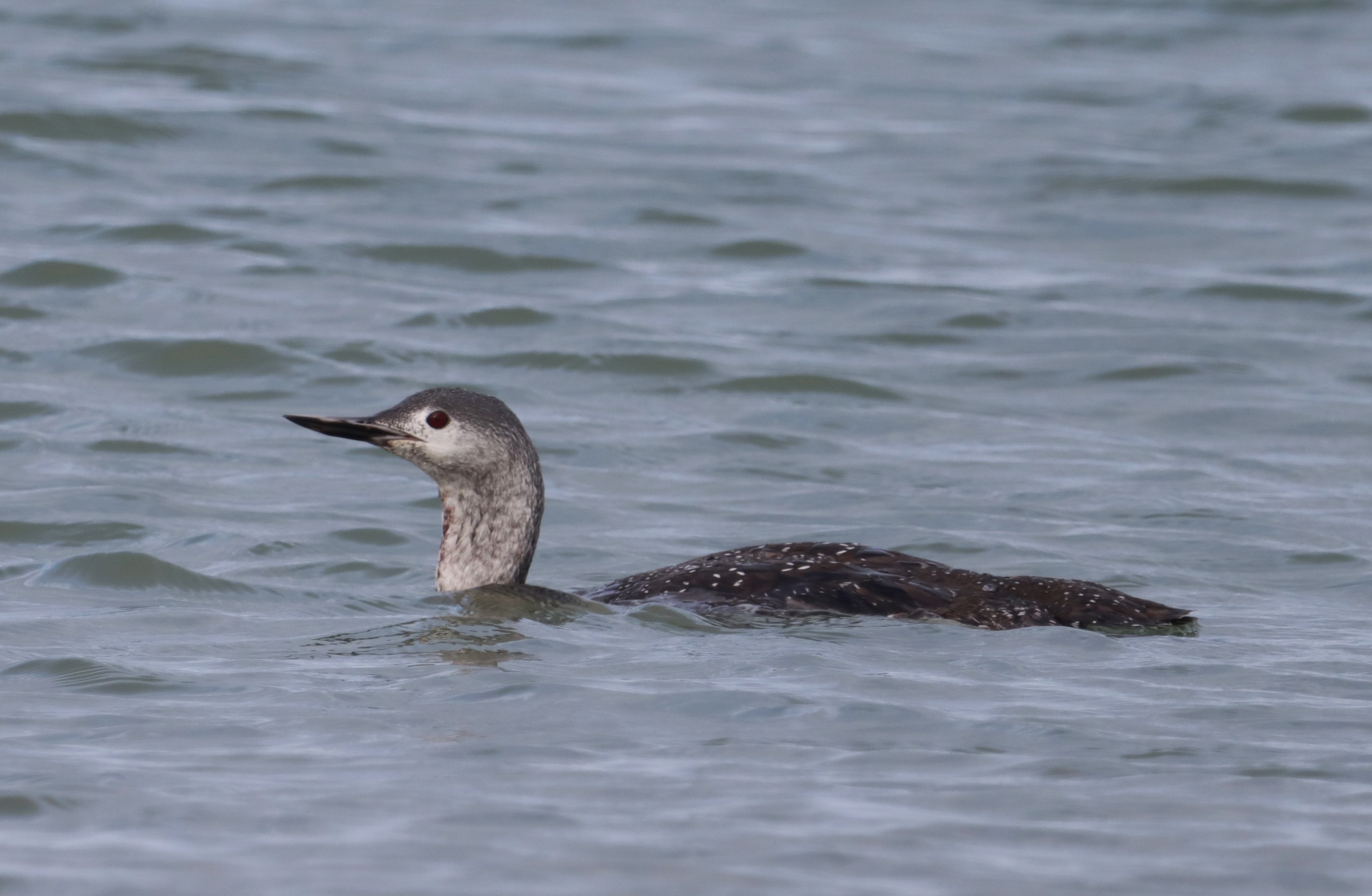 Red-throated Diver - 14-10-2022