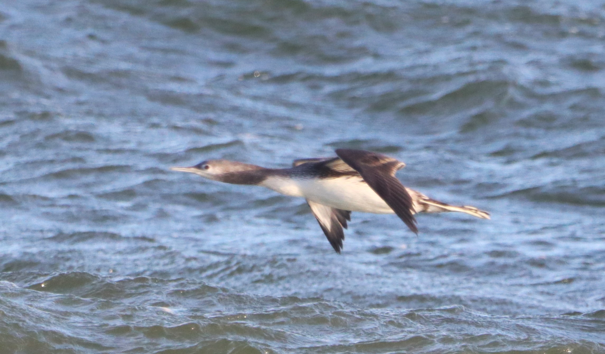 Red-throated Diver - 14-10-2023