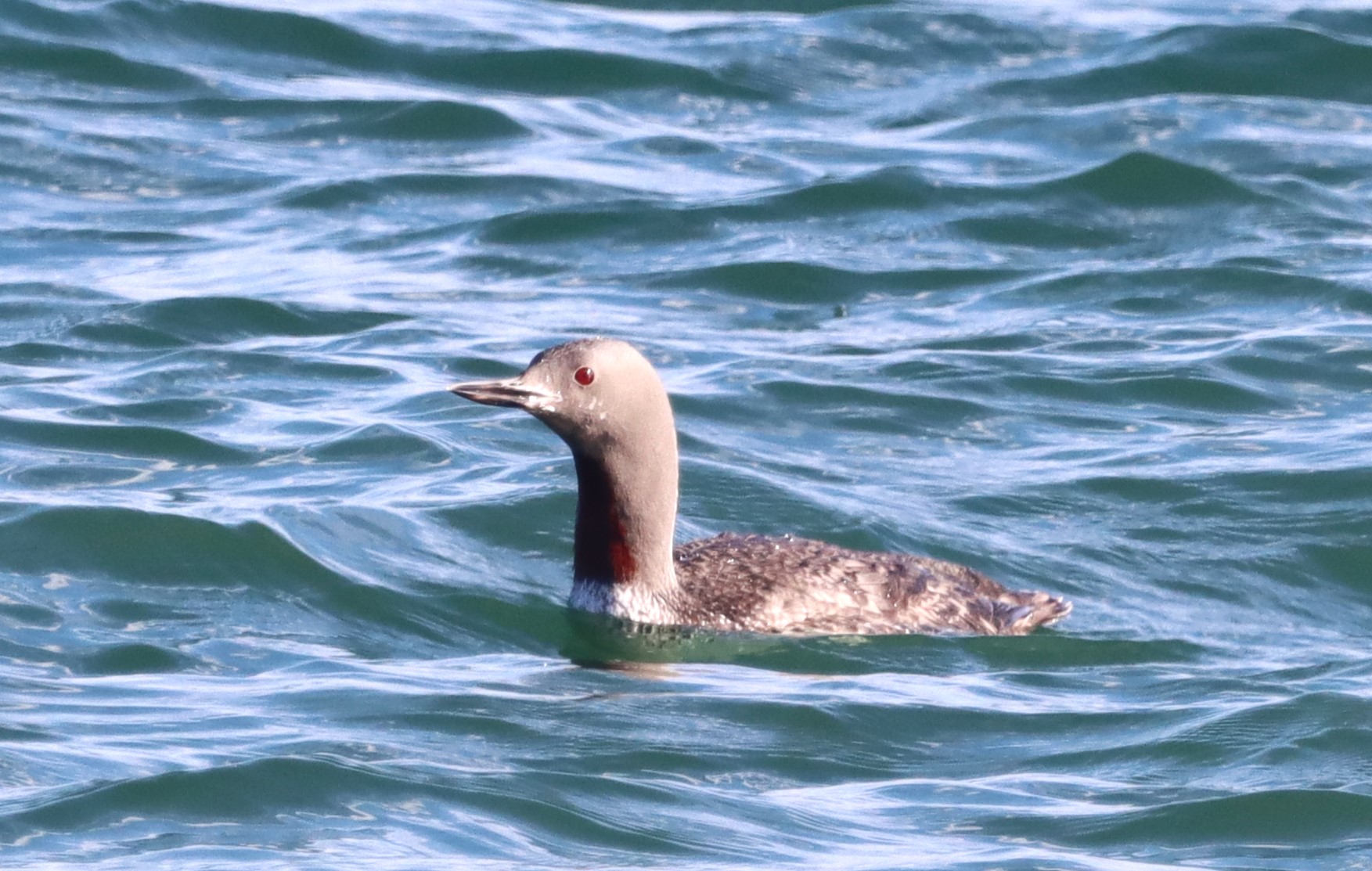 Red-throated Diver - 18-09-2023