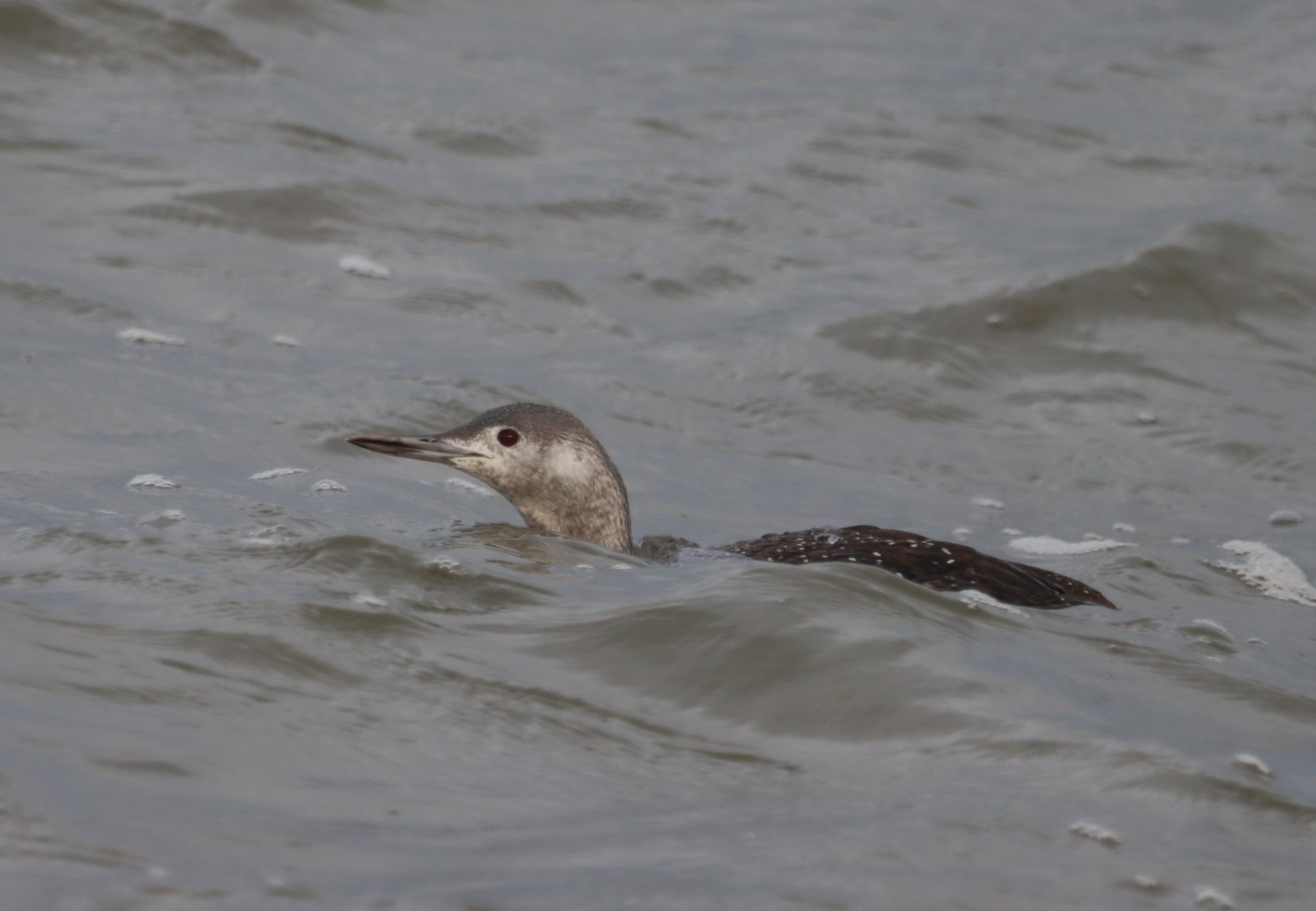 Red-throated Diver - 02-12-2022