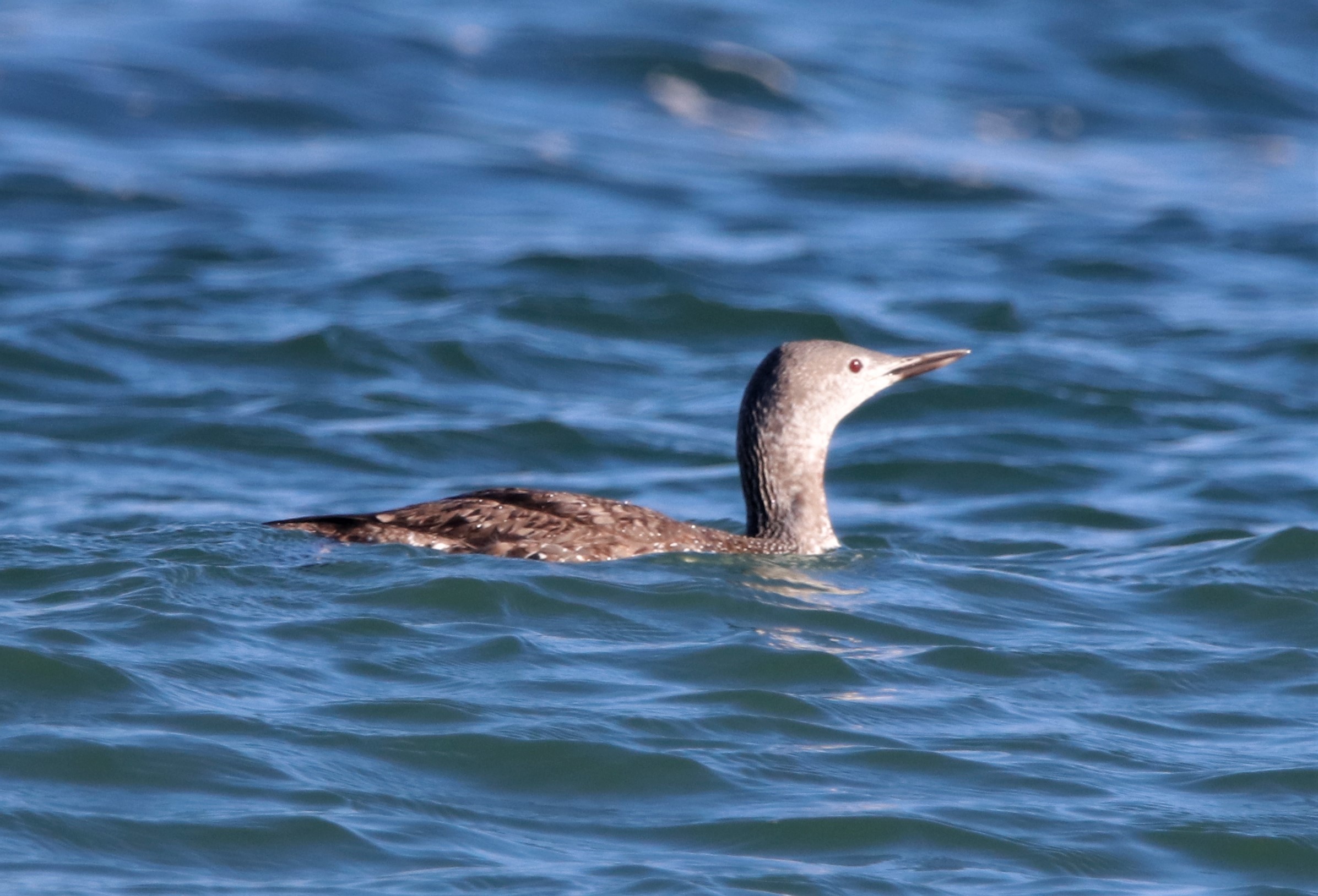 Red-throated Diver - 24-09-2021