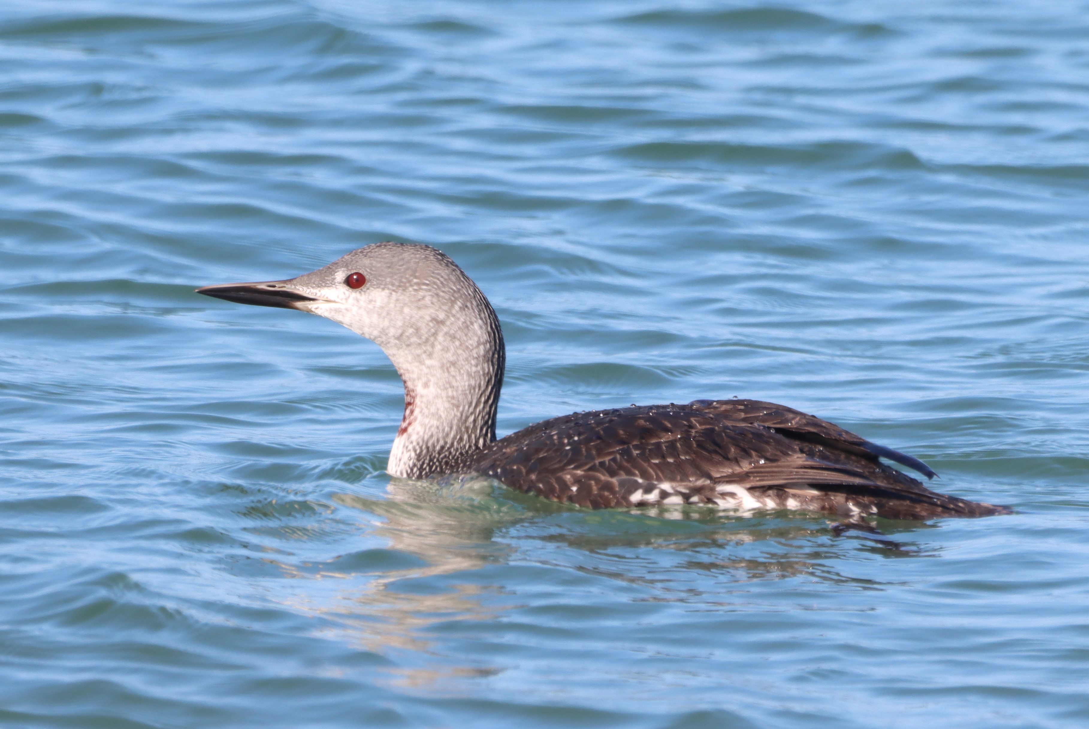 Red-throated Diver - 26-09-2026