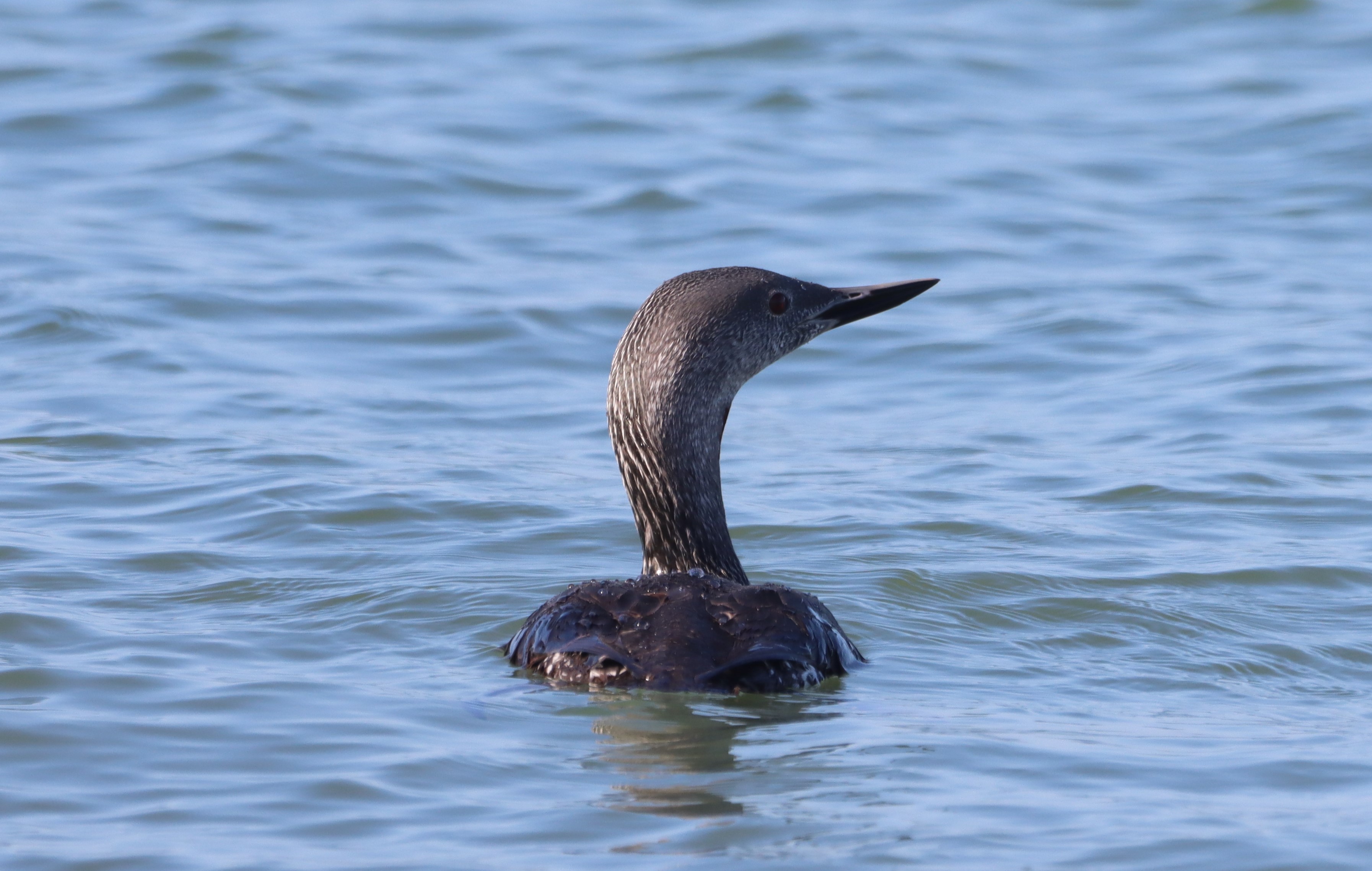 Red-throated Diver - 26-09-2026