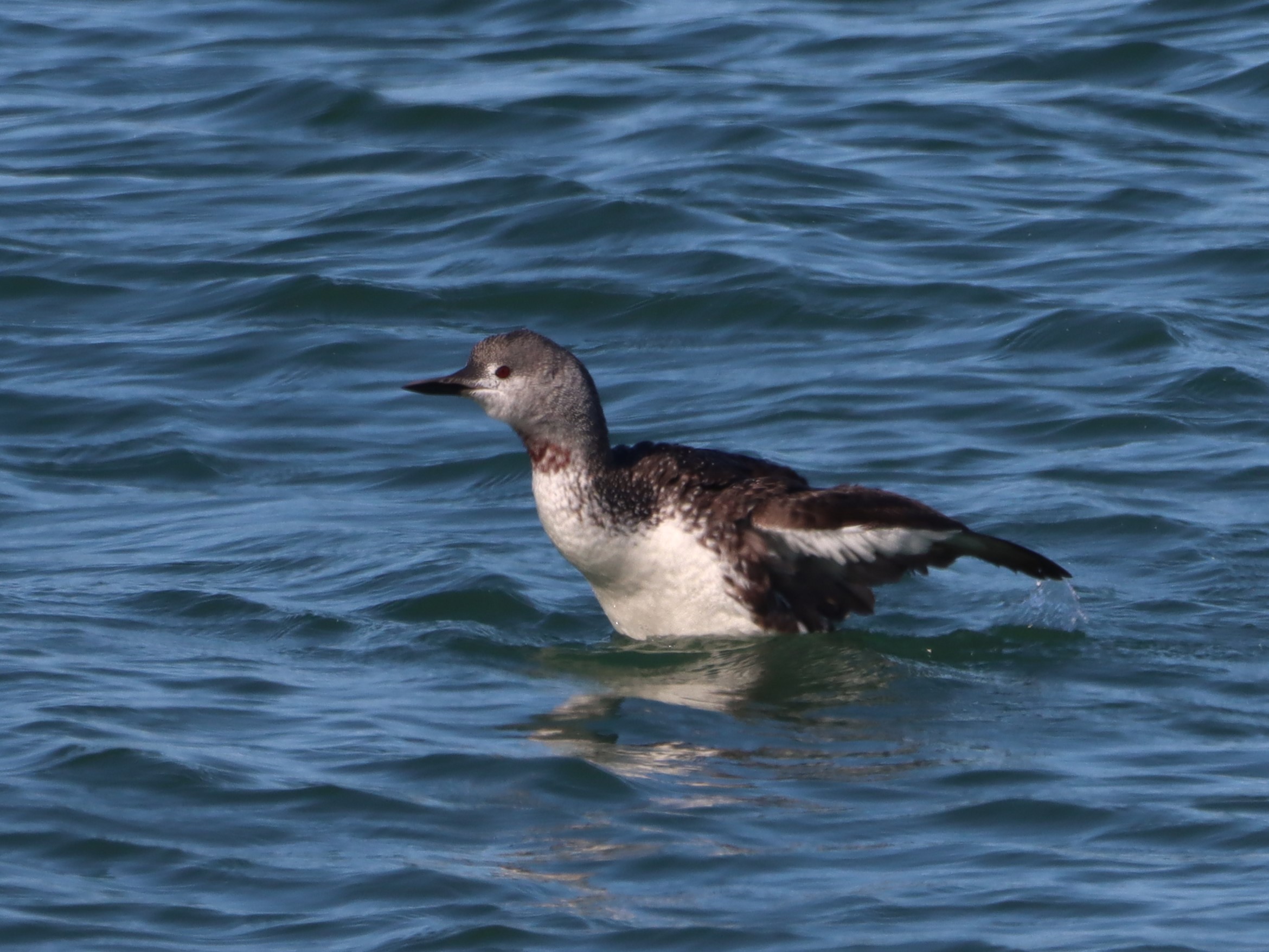 Red-throated Diver - 26-09-2026
