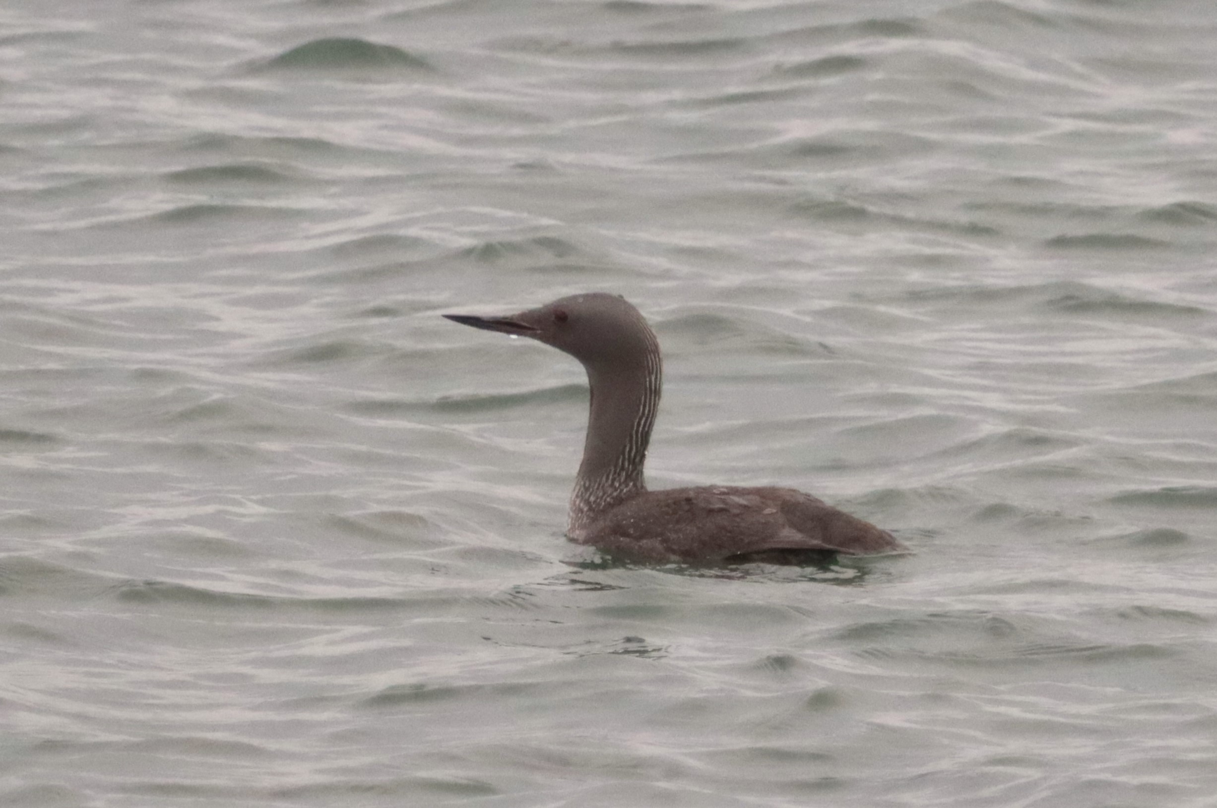 Red-throated Diver - 28-09-2023