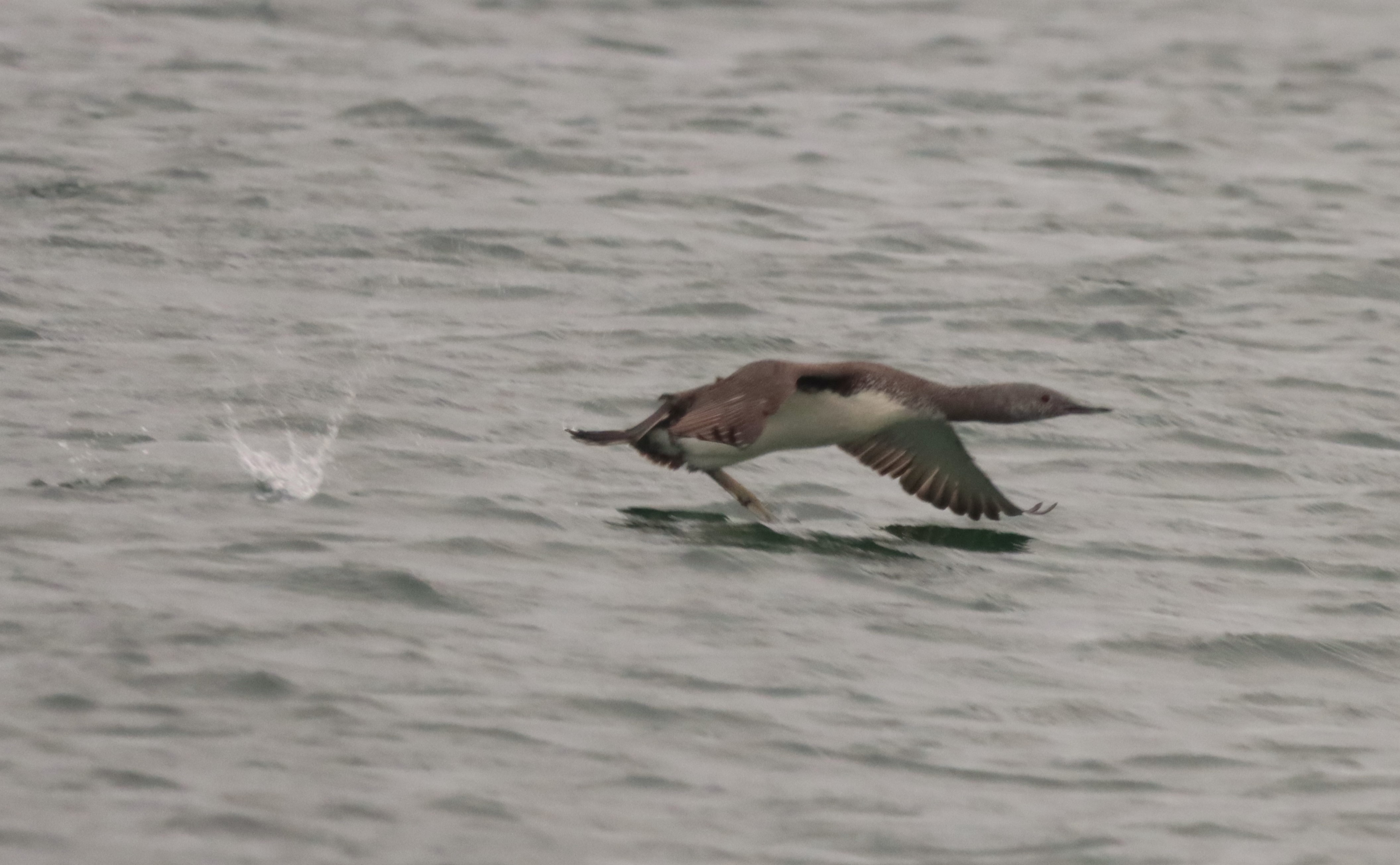 Red-throated Diver - 28-09-2023