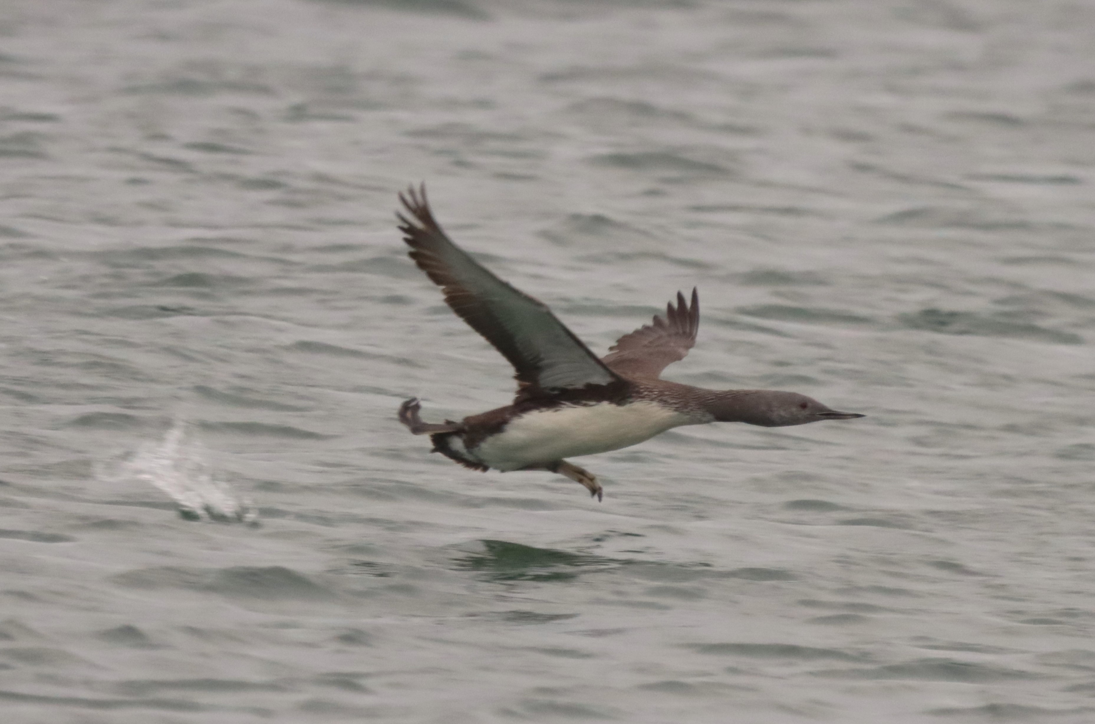 Red-throated Diver - 28-09-2023