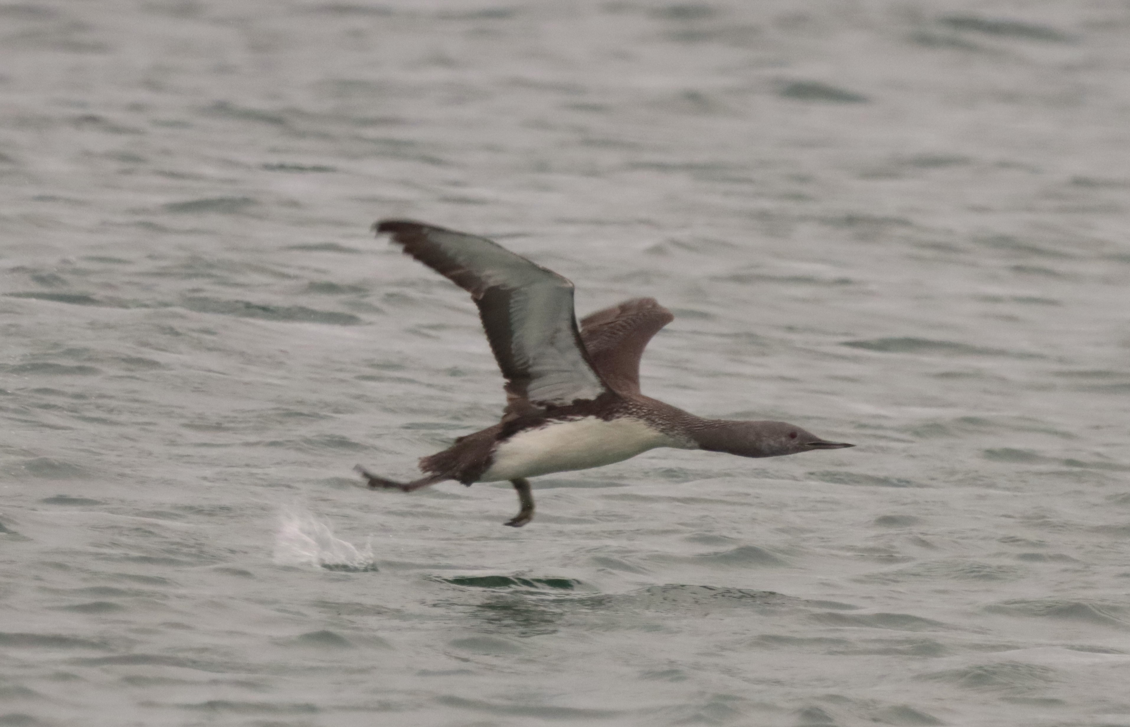 Red-throated Diver - 28-09-2023