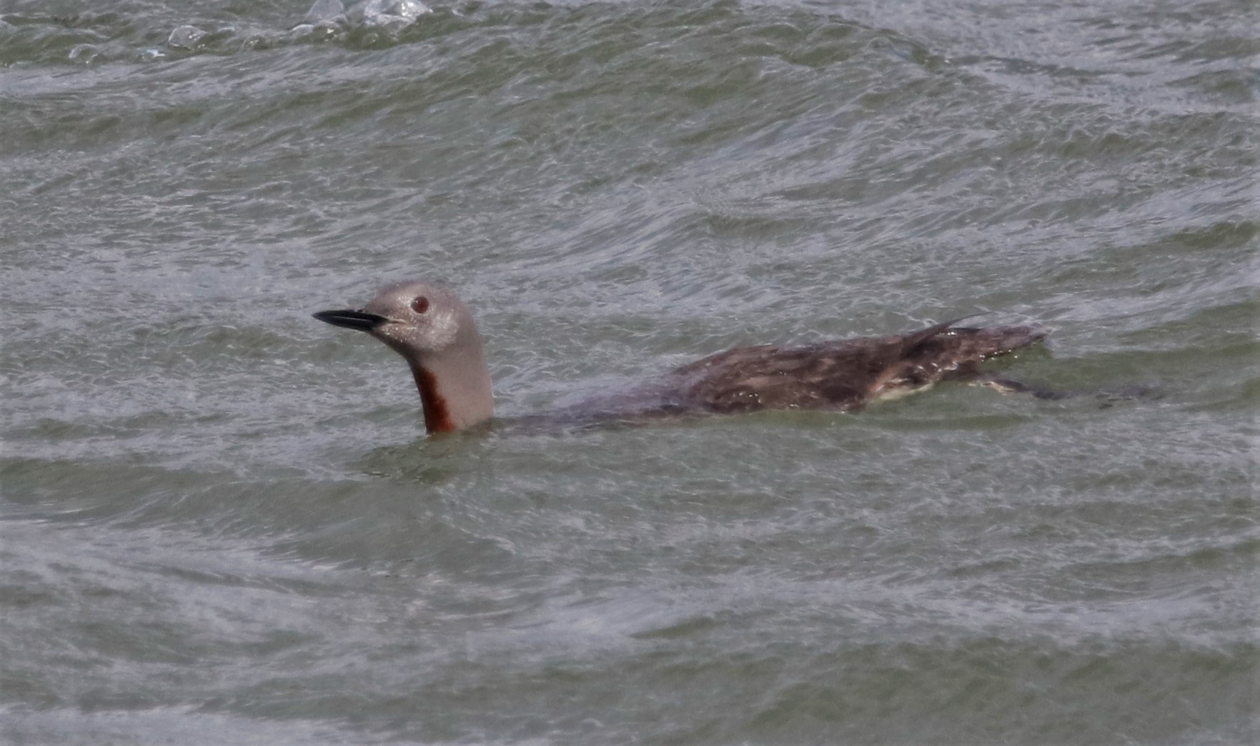 Red-throated Diver - 29-09-2021