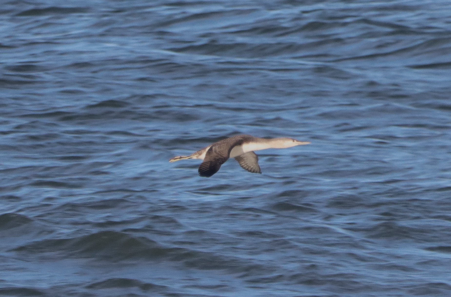 Red-throated Diver - 09-11-2022