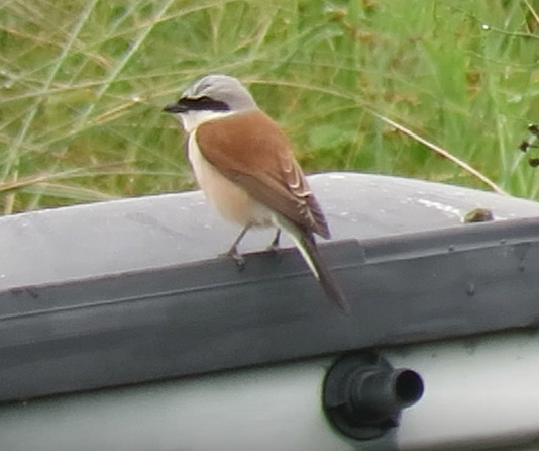 Red-backed Shrike - 26-05-2024