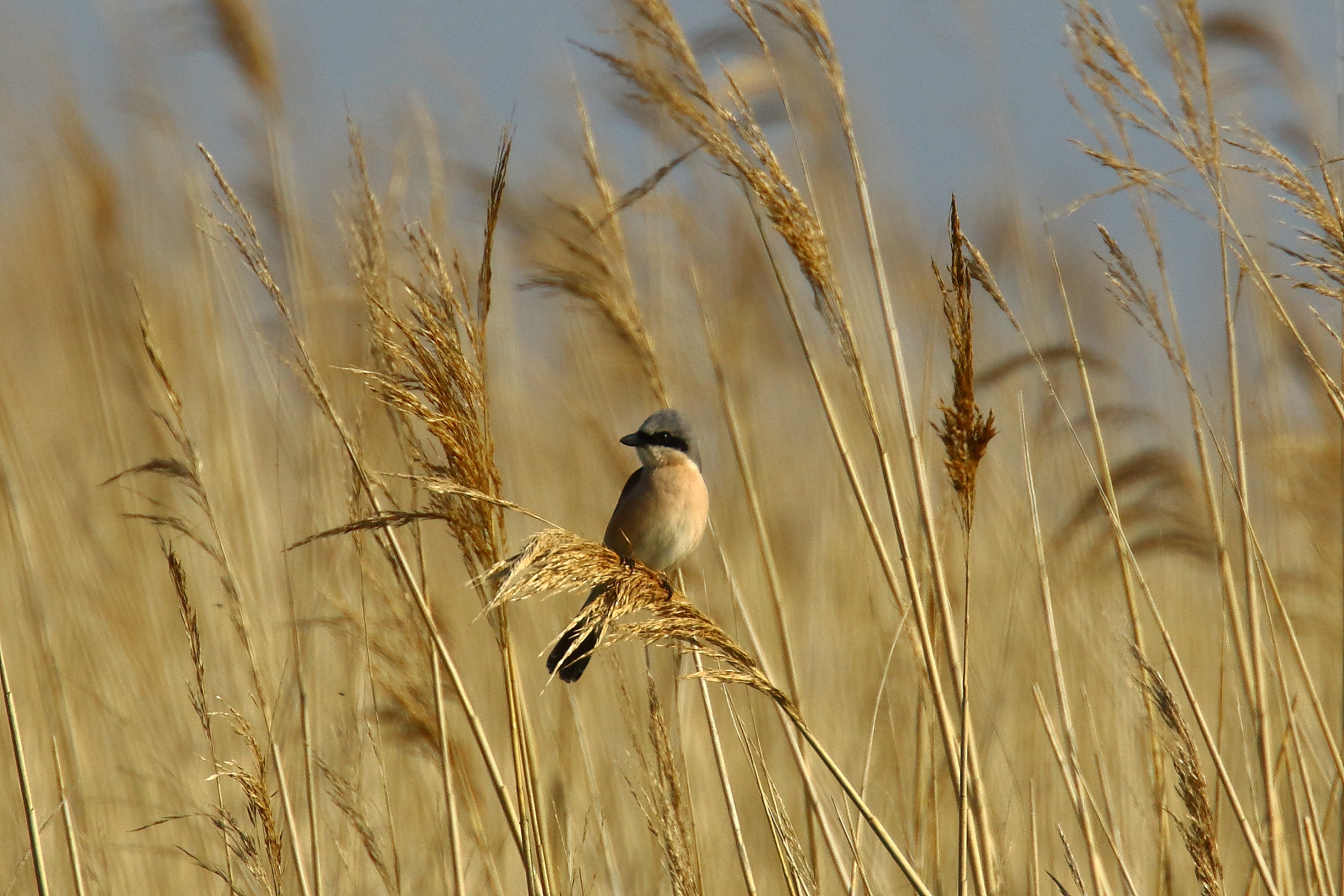 Red-backed Shrike - 01-06-2021