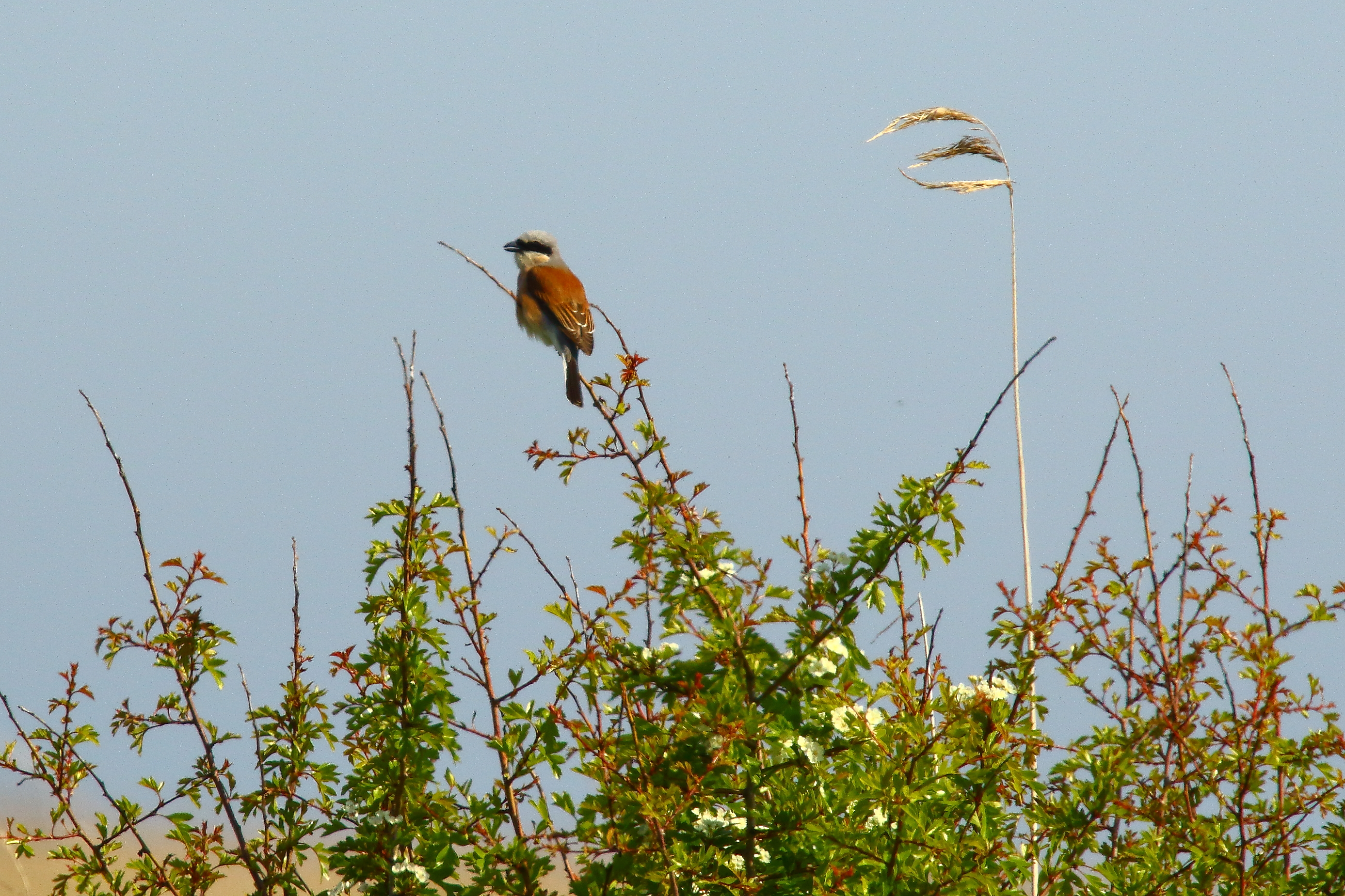 Red-backed Shrike - 01-06-2021