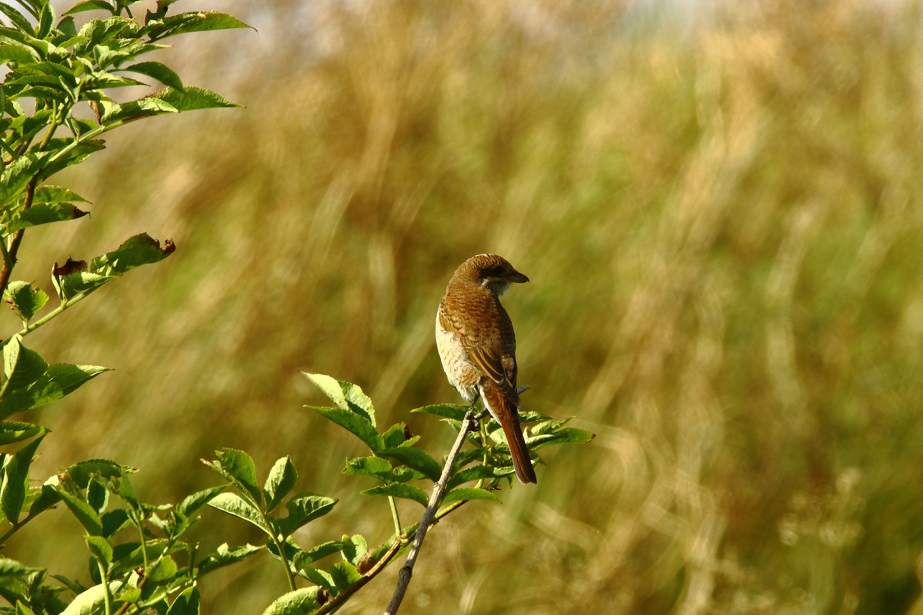 Red-backed Shrike - 23-08-2021