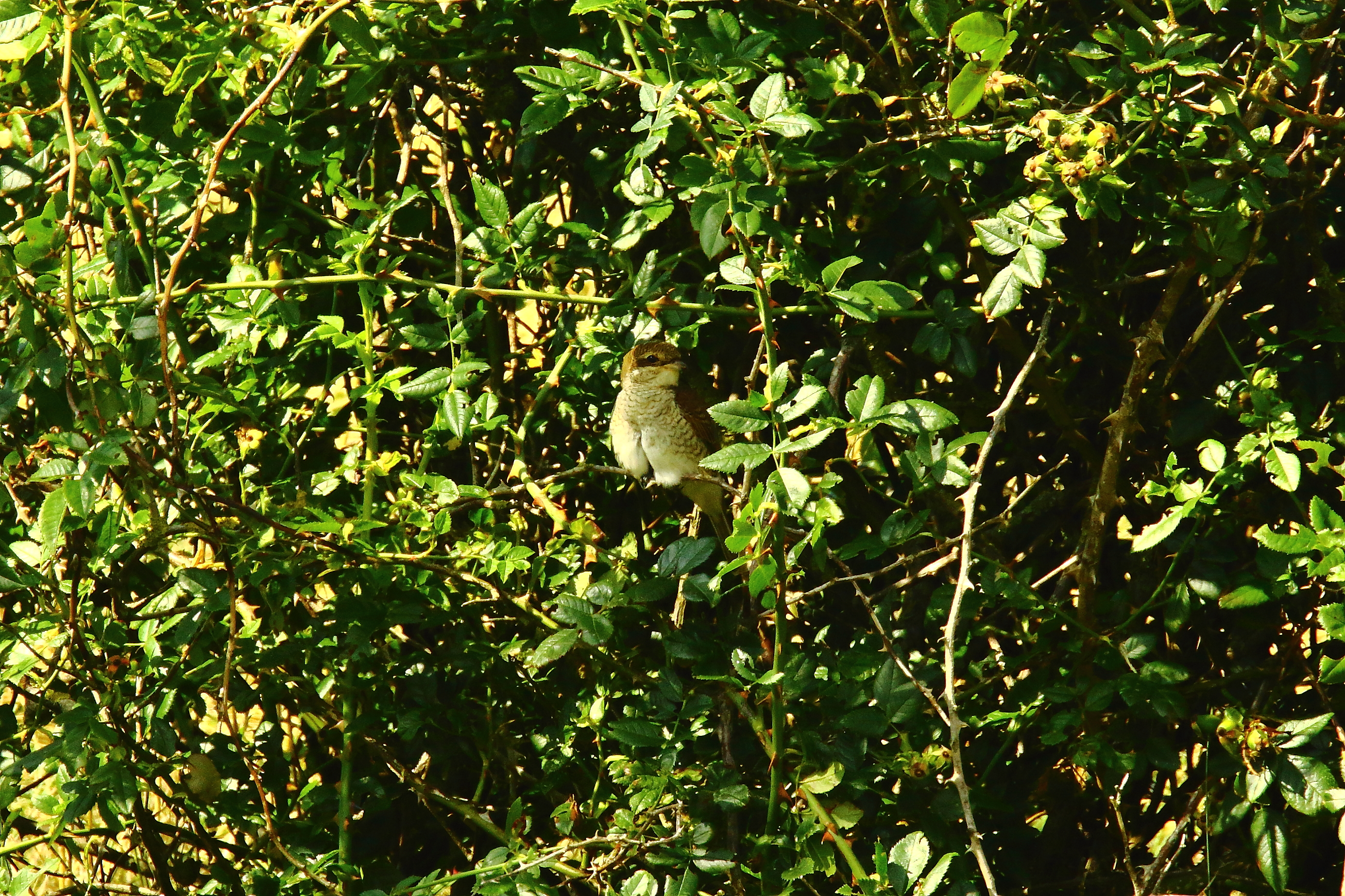 Red-backed Shrike - 23-08-2021