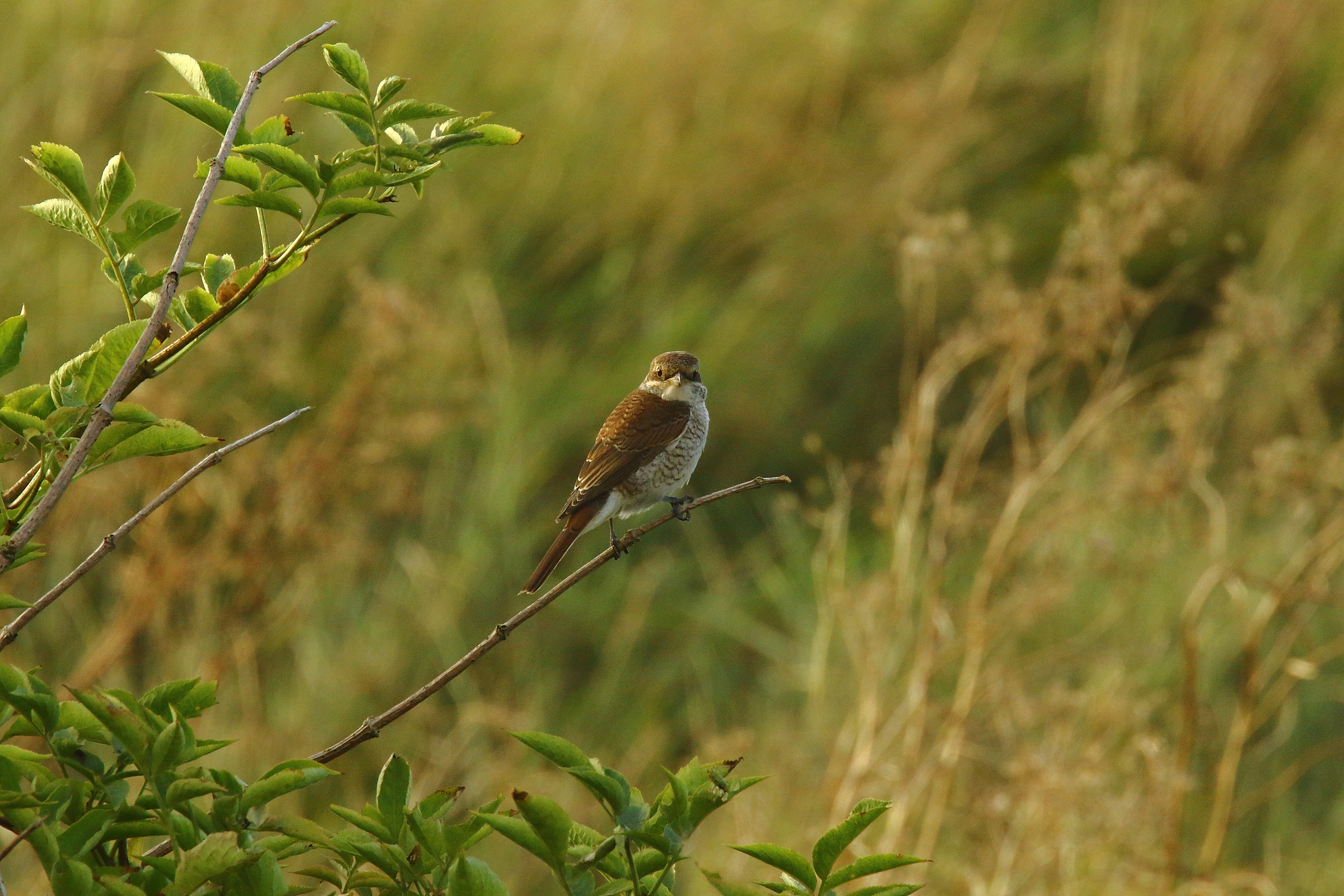 Red-backed Shrike - 23-08-2021