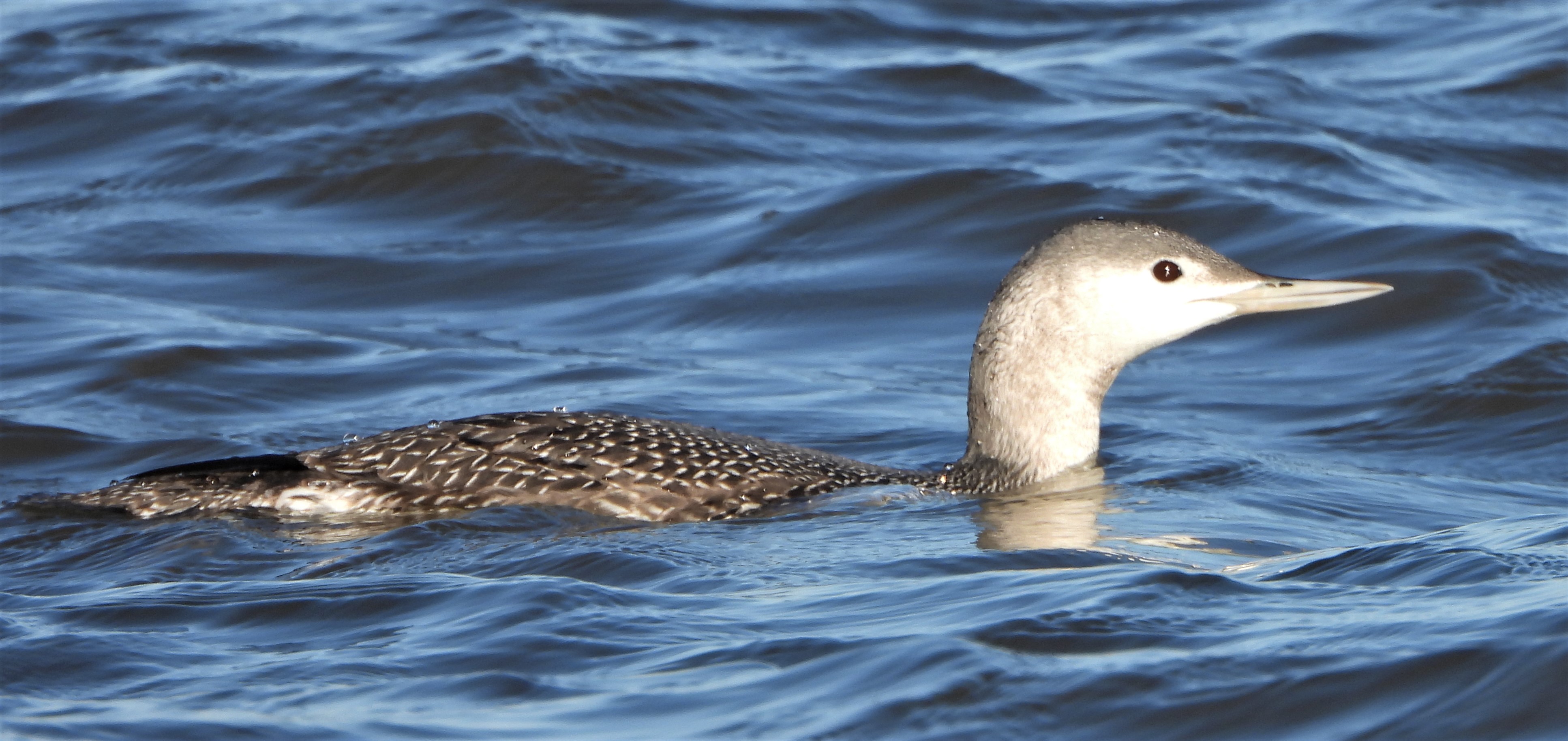 Red-throated Diver - 25-11-2022