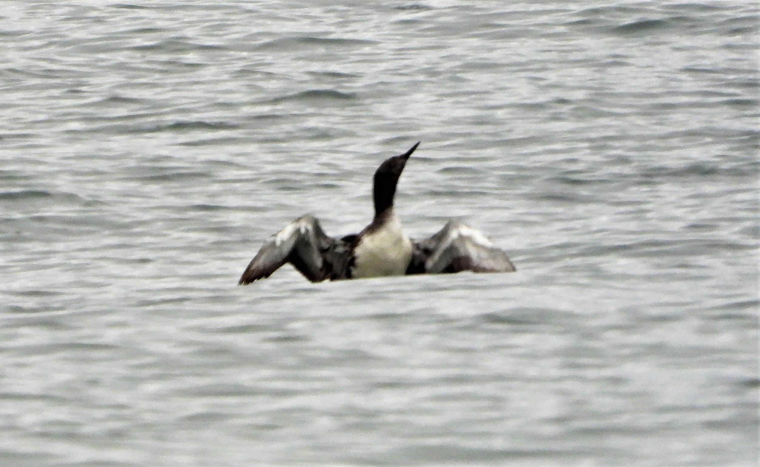 Red-throated Diver - 25-09-2021