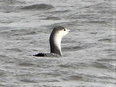 Red-throated Diver - 26-01-2022