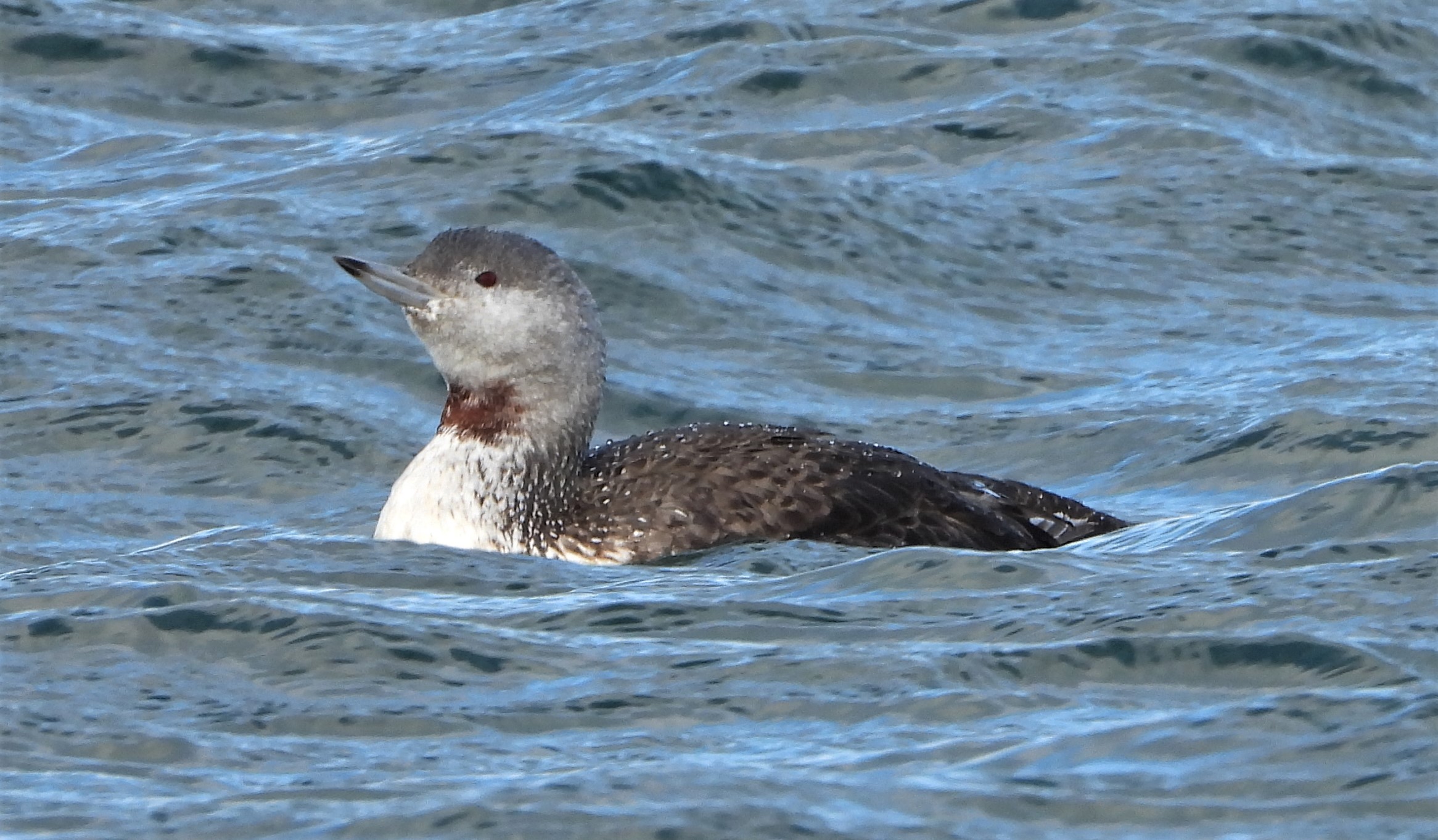 Red-throated Diver - 30-10-2021